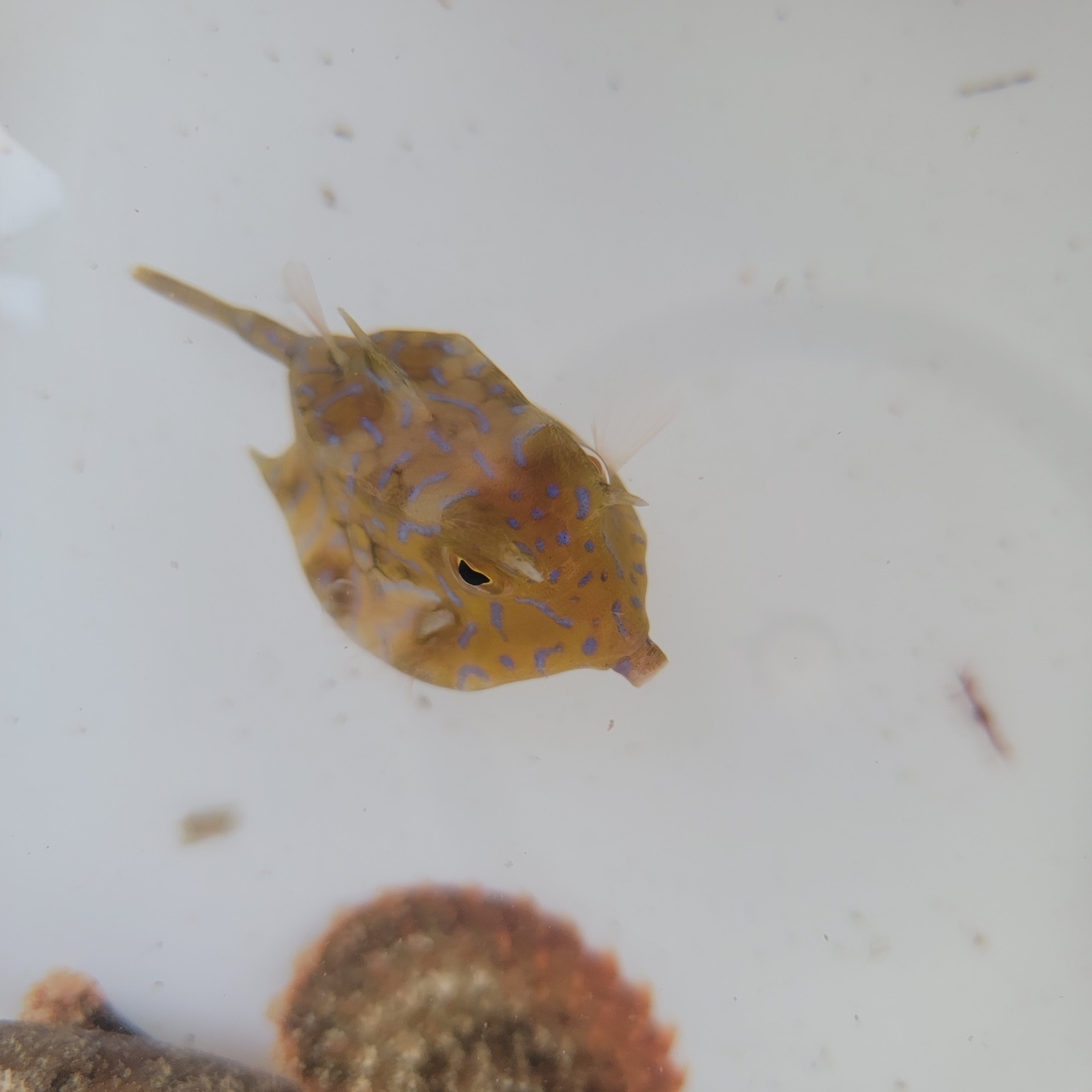 画像1: 《近海産海水魚》シマウミスズメ（SMサイズ）…ハンドコート採取