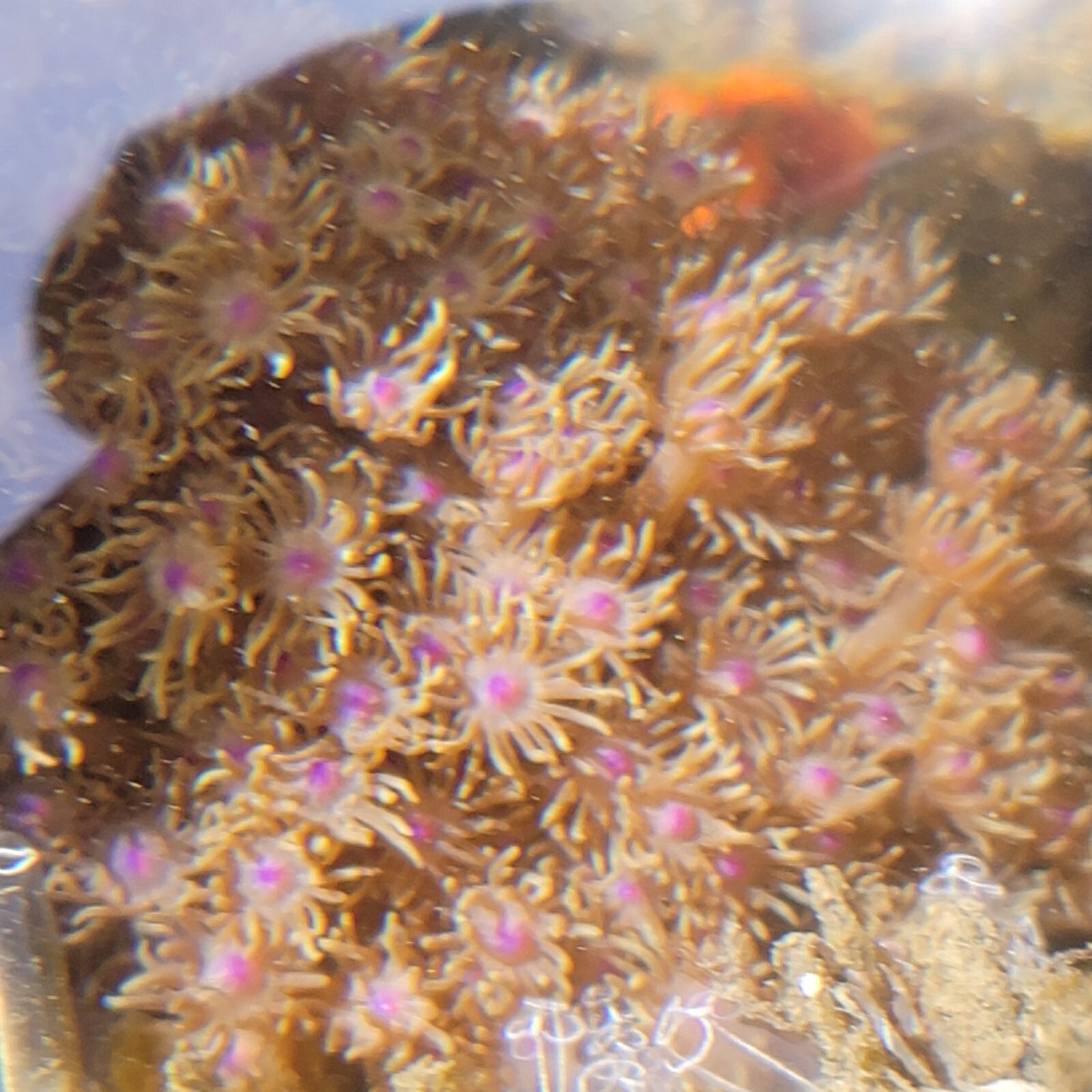 画像2: 《近海産海洋生物》ハナガササンゴ（画像の個体です）‥
