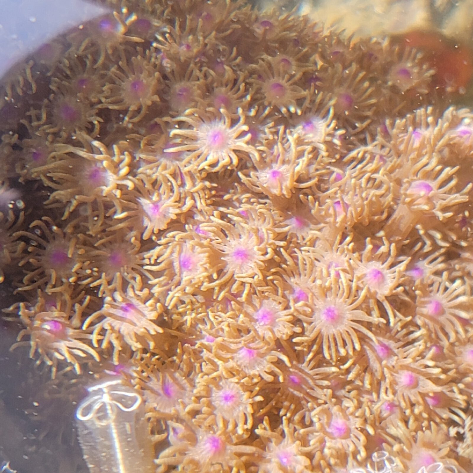 画像1: 《近海産海洋生物》ハナガササンゴ（画像の個体です）‥