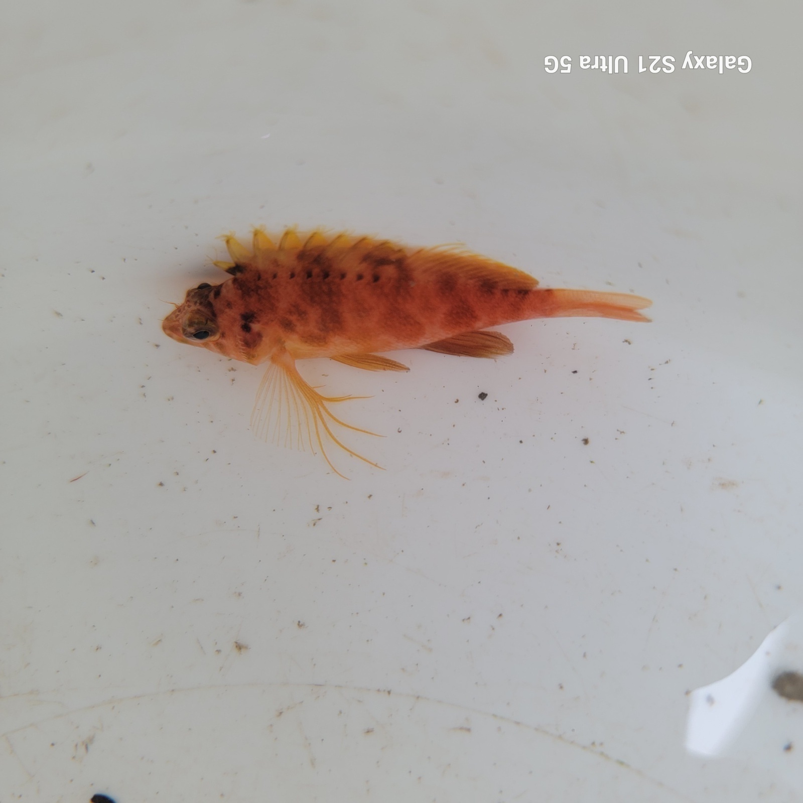 画像5: 《近海産海水魚》オキゴンベ(SSサイズのフリー個体)…当店ハンドコート採取