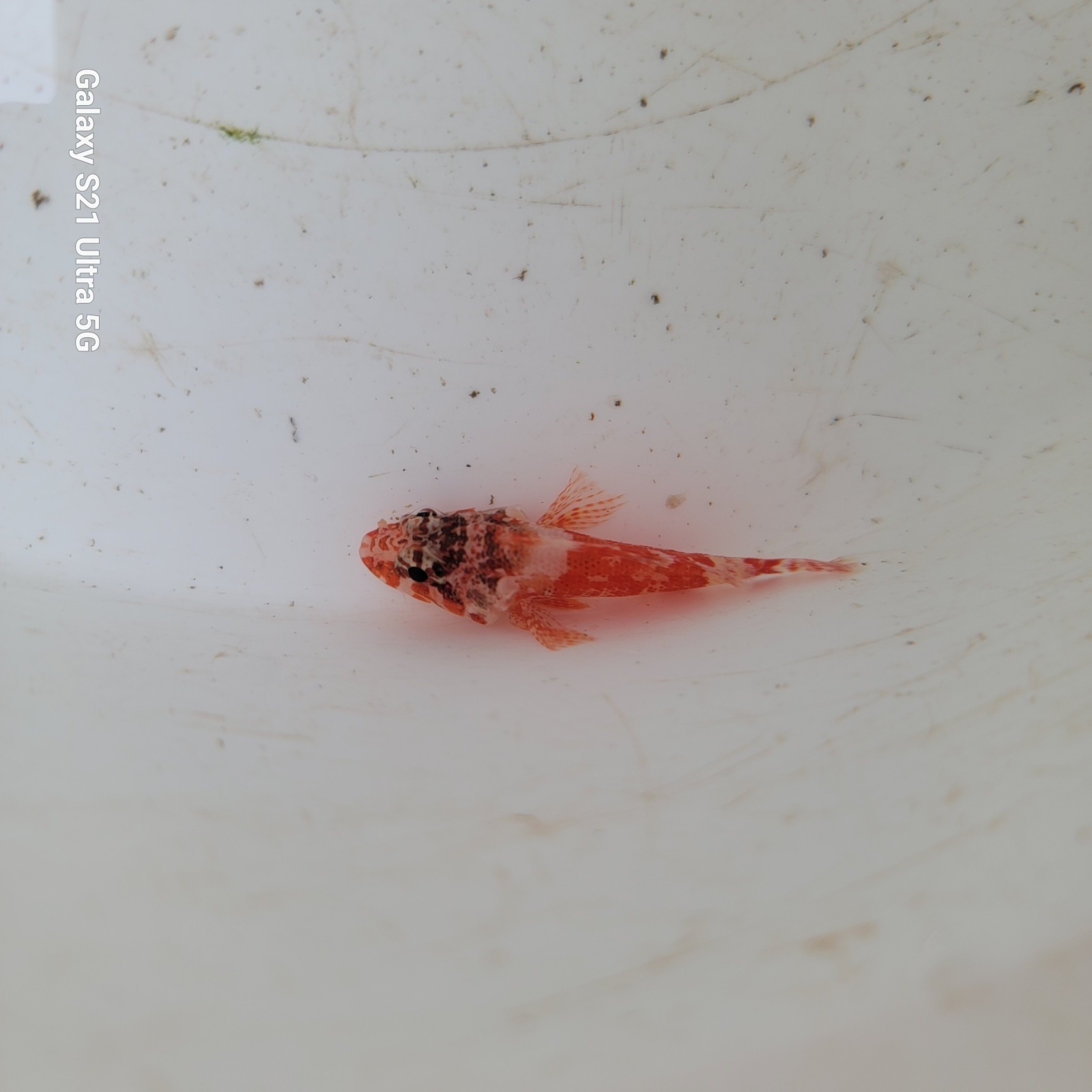 画像3: 《近海産海水魚》イソカサゴ(画像の個体です)…ハンドコート採取