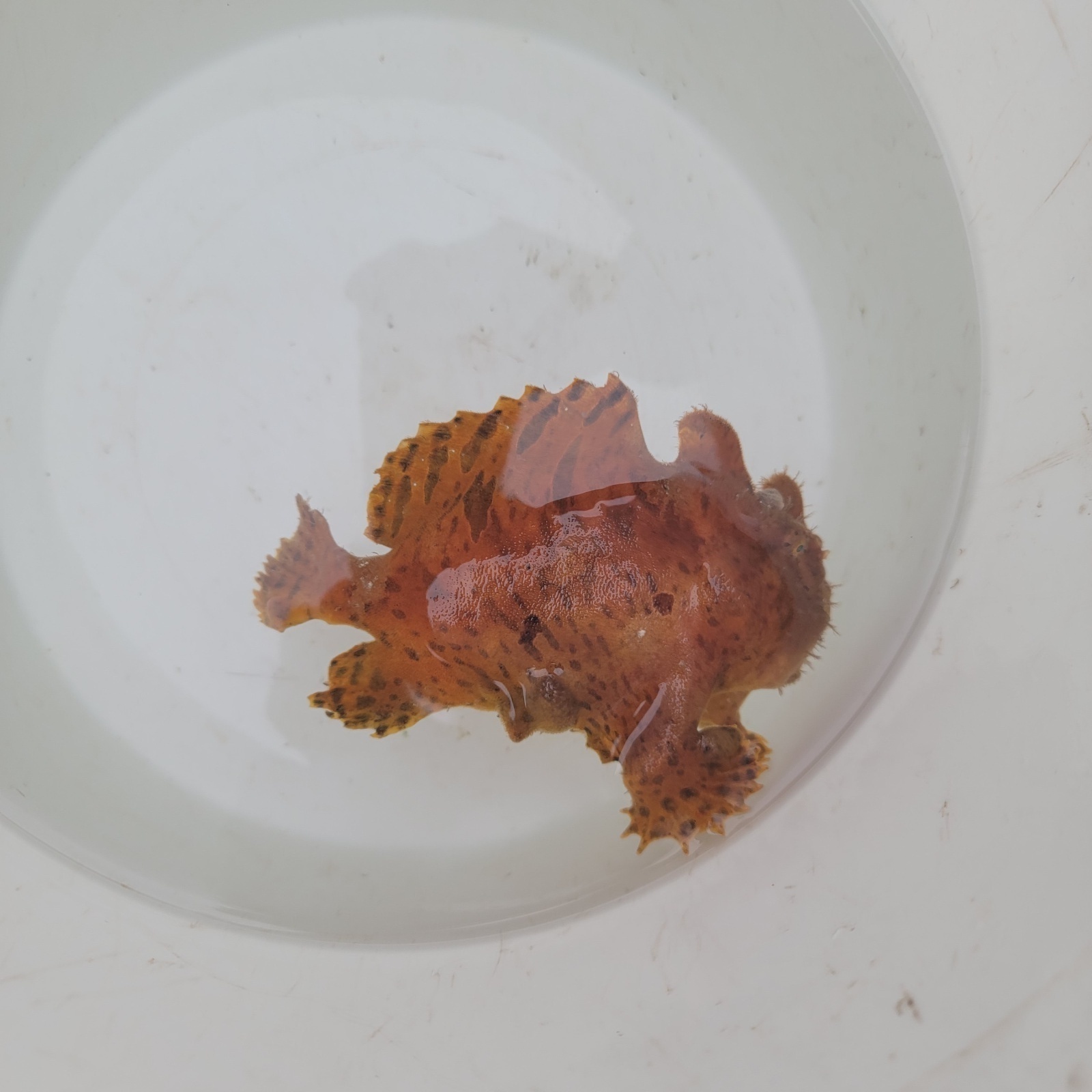 画像2: 《近海産海水魚》カエルアンコウ…画像の個体です
