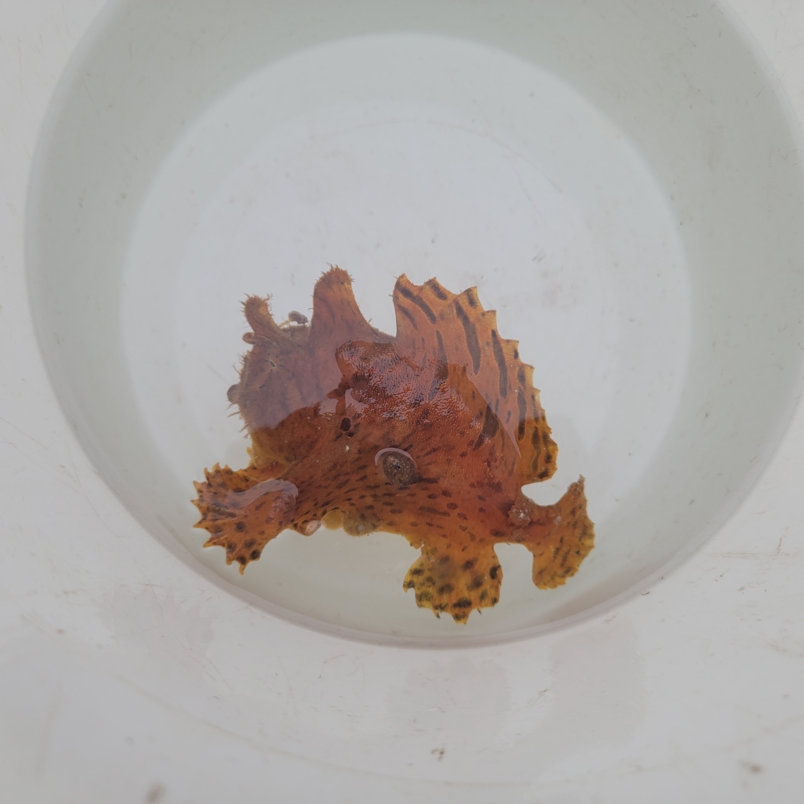 画像1: 《近海産海水魚》カエルアンコウ…画像の個体です