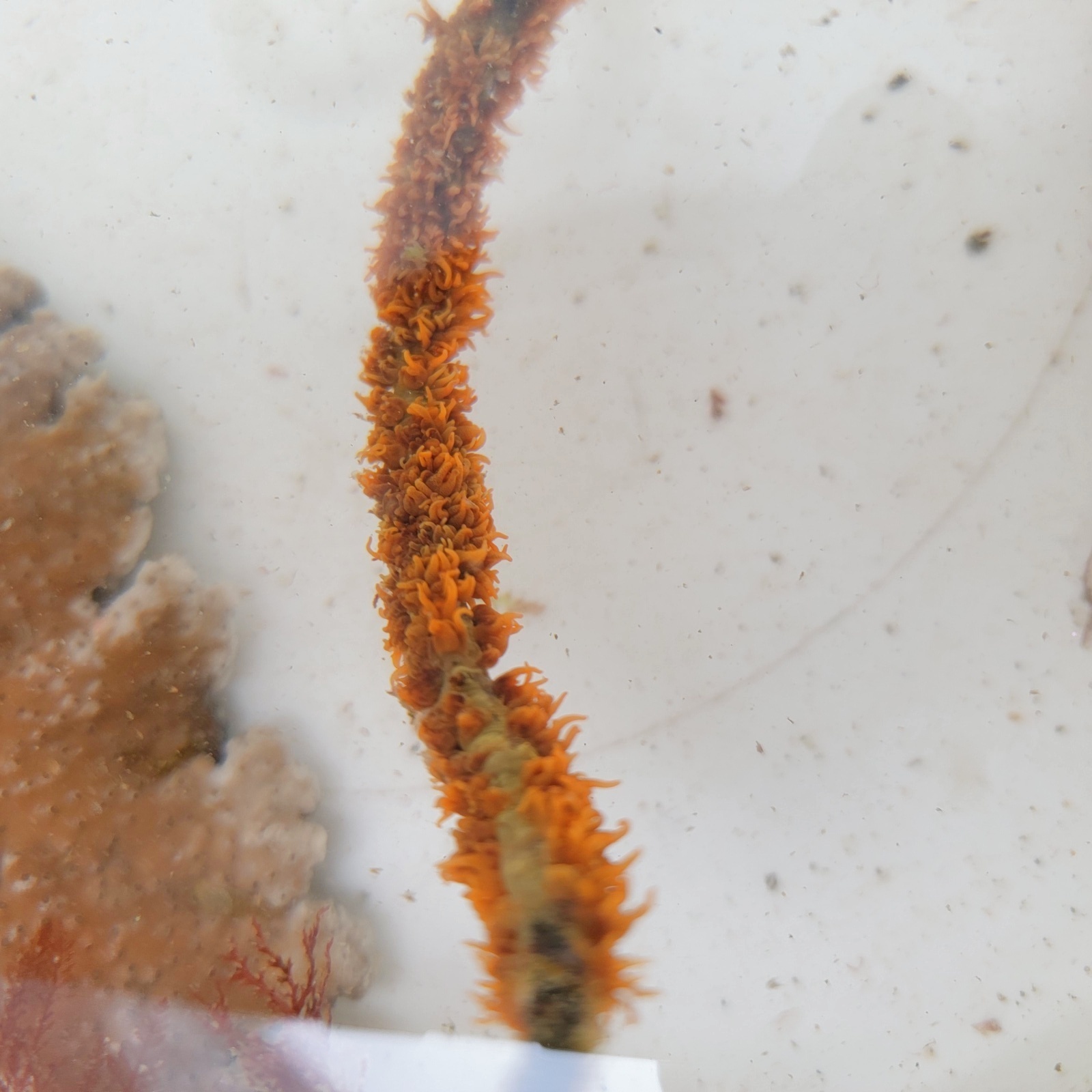 画像1: 《近海産海洋生物類》ムチカラマツ(10センチカット物)‥オレンジ系