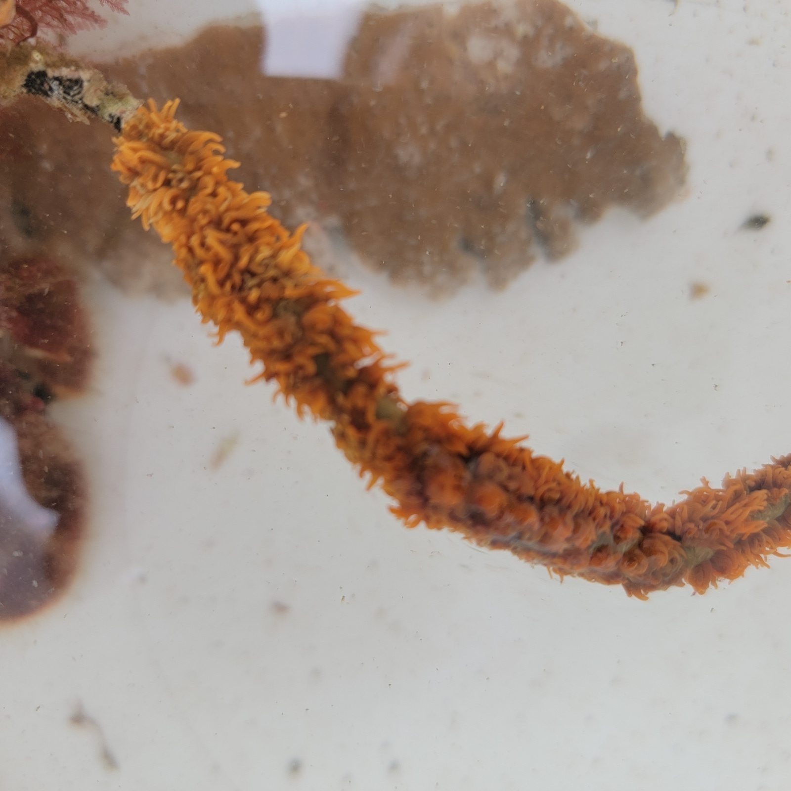 画像2: 《近海産海洋生物類》ムチカラマツ(10センチカット物)‥オレンジ系