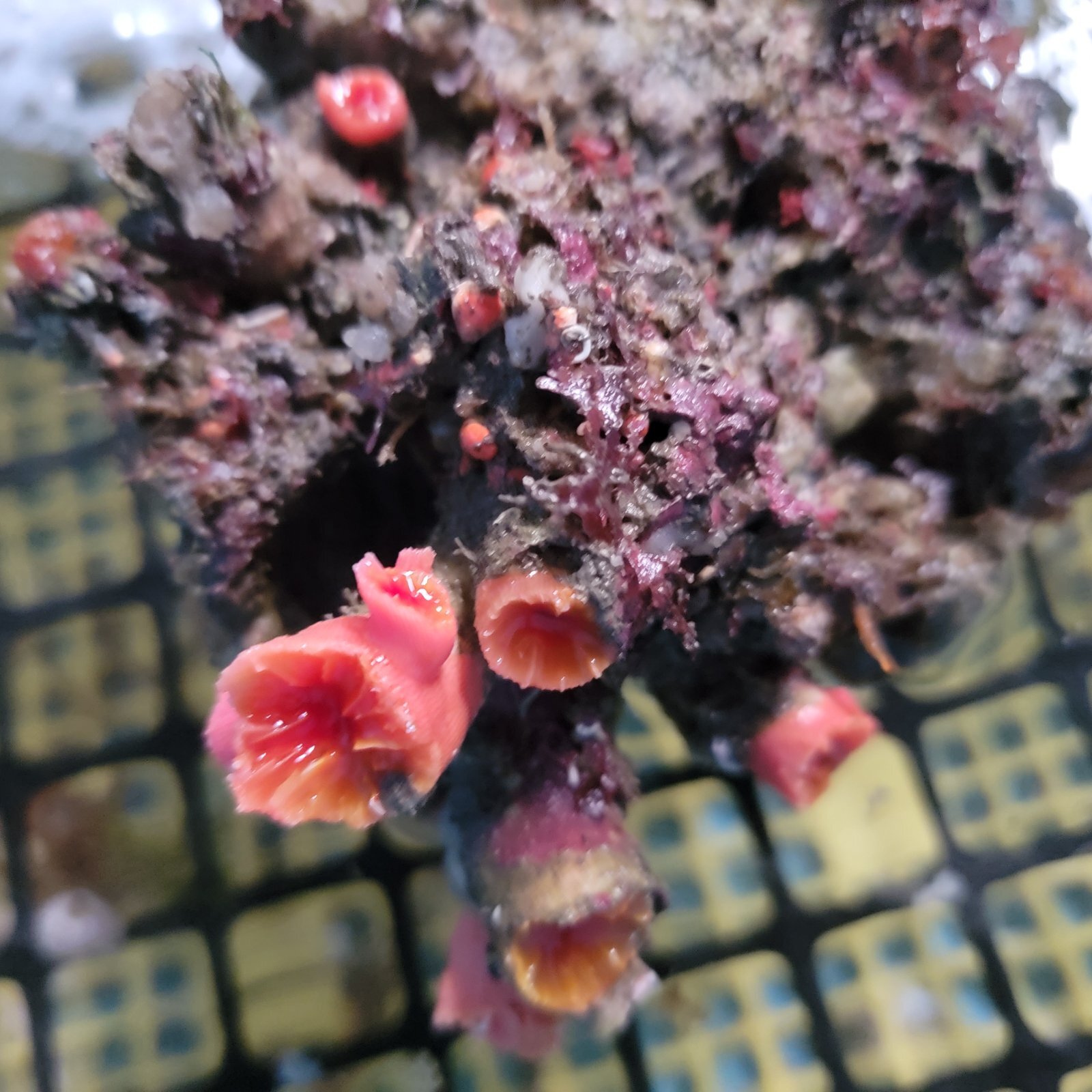 画像3: 《近海産海洋生物》オオエダキサンゴ