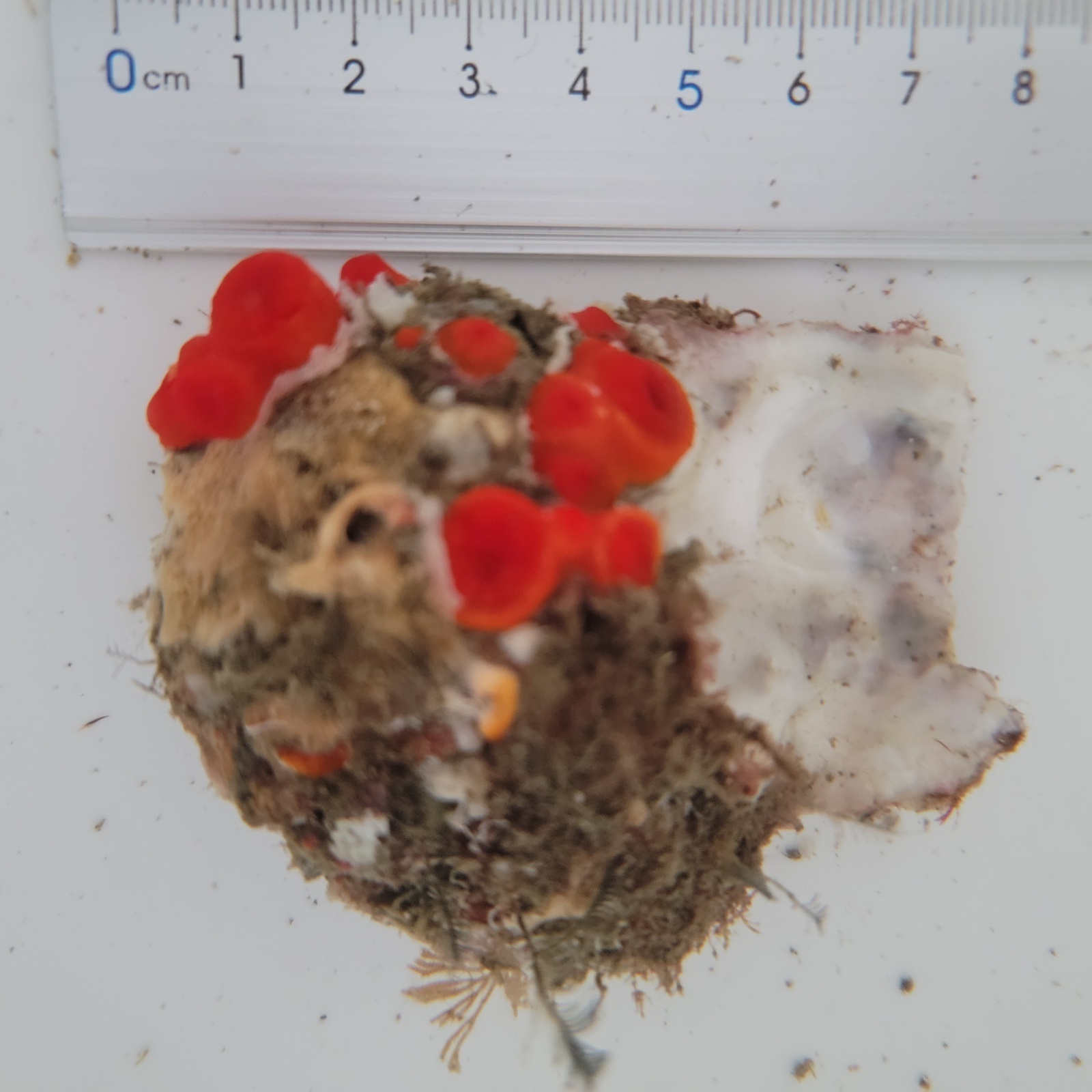 画像2: 《近海産海洋生物》タバネイボヤギ（画像の個体です）