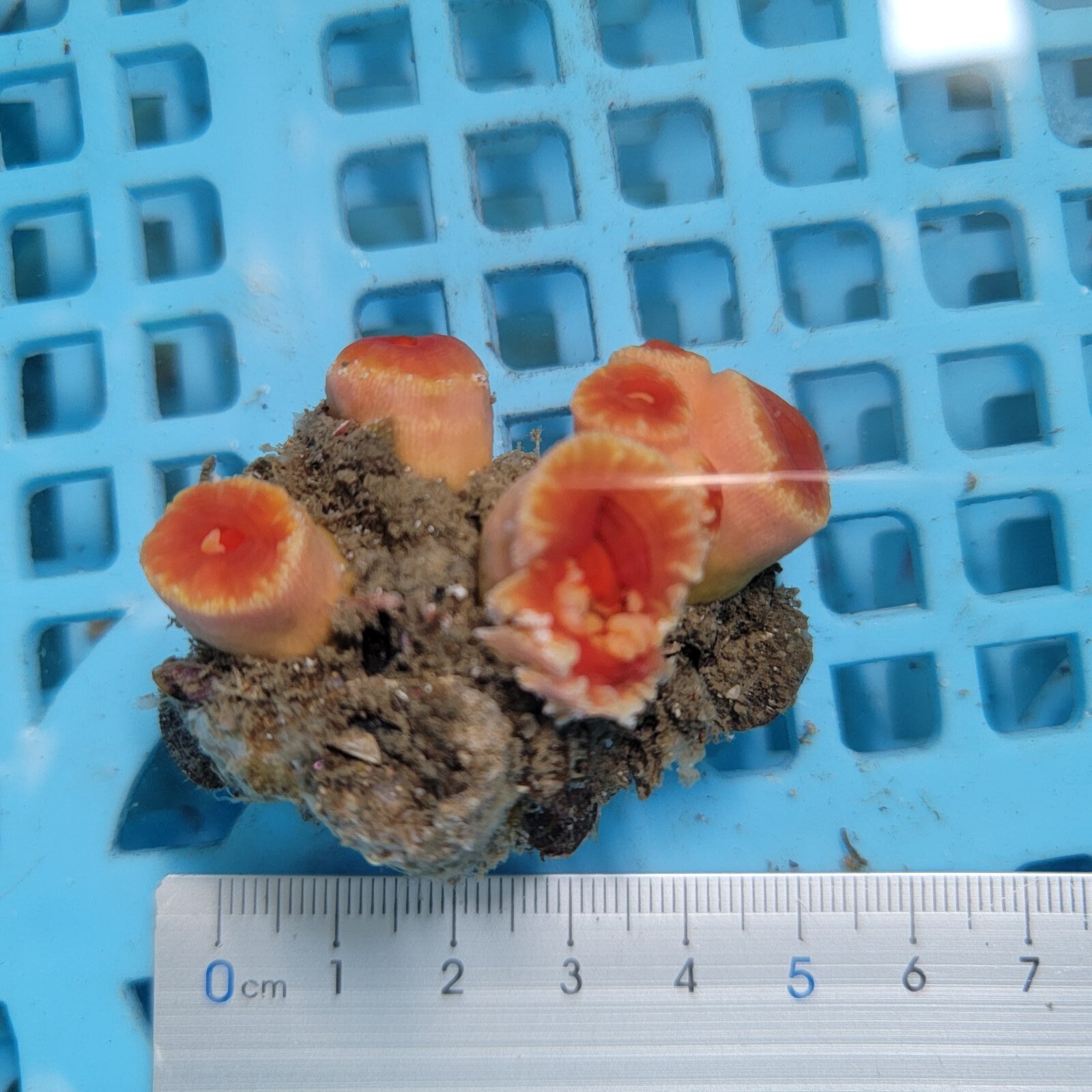 画像2: 《近海産海洋生物》オオエダキサンゴ（画像の個体です）