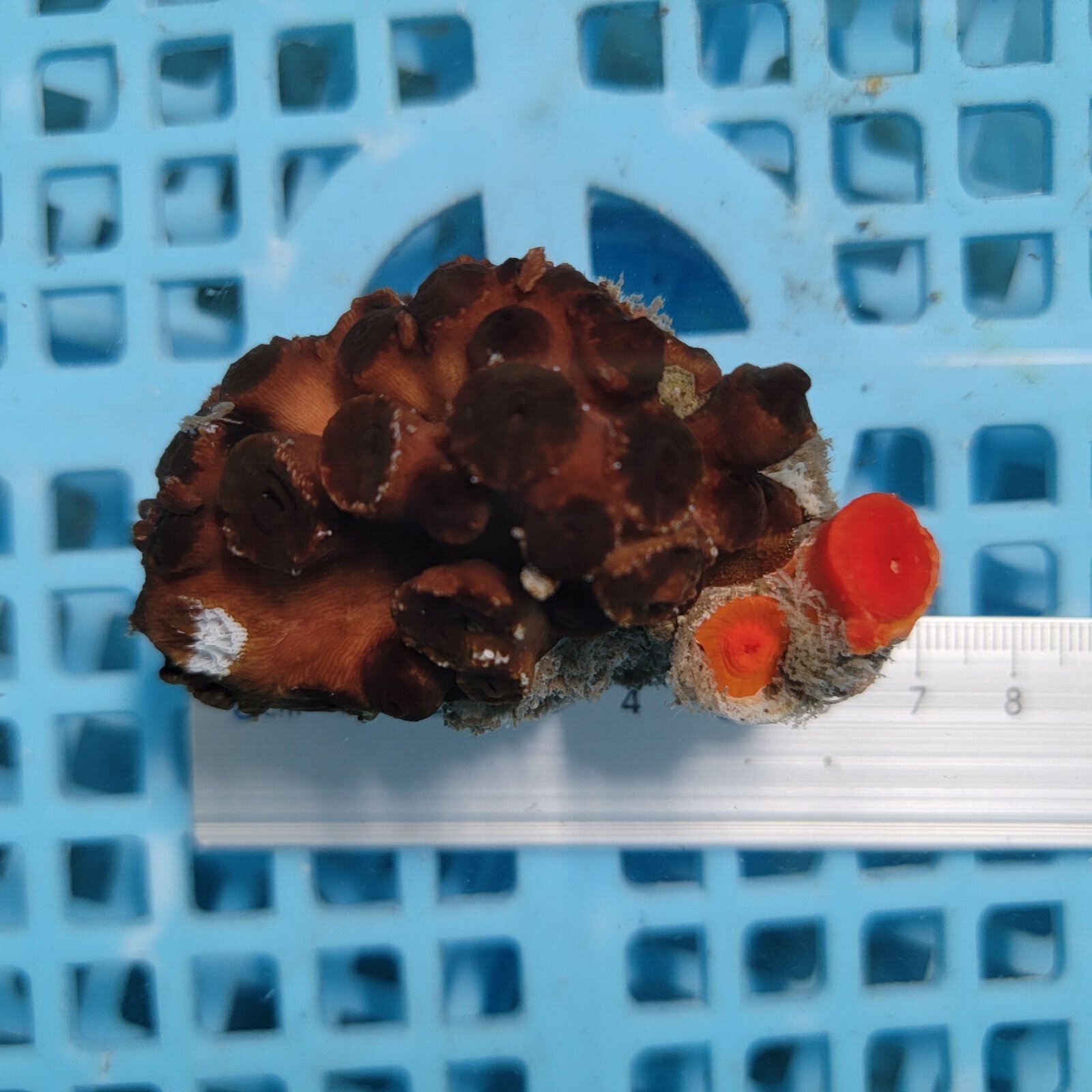 画像3: 《近海産海洋生物》ナンヨウキサンゴ（画像の個体です）‥2色タイプ【珍】