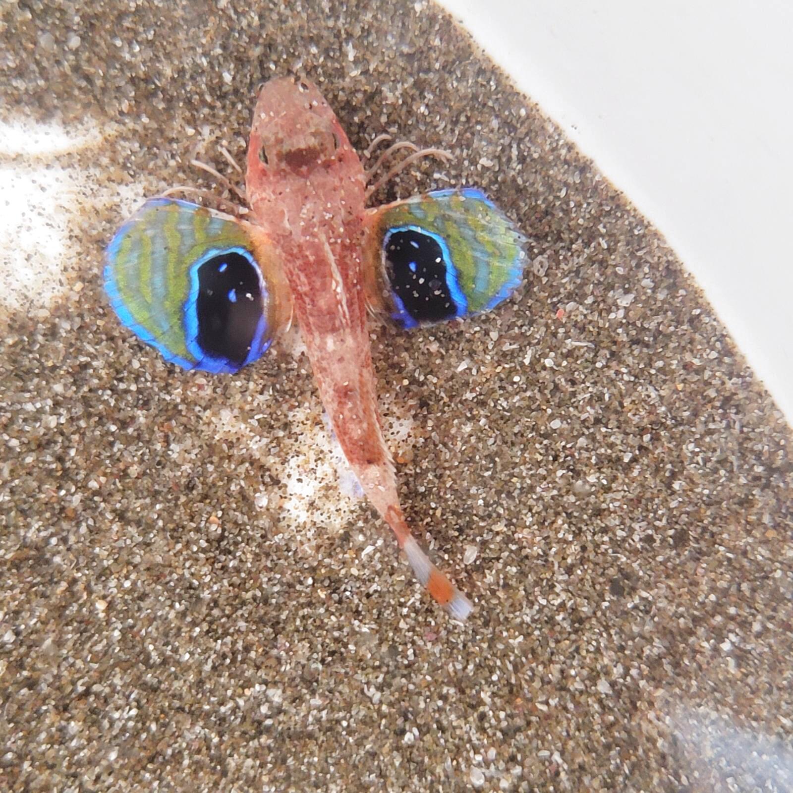 画像2: 《近海産海水魚》【珍】トゲカナガシラ（画像の個体です）…ハンドコート採取