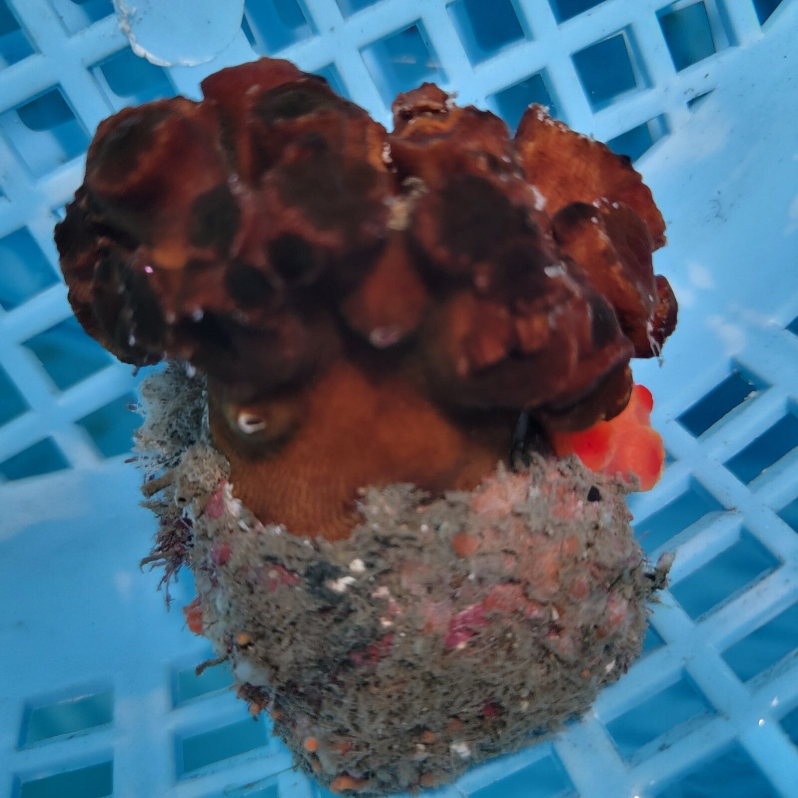 画像2: 《近海産海洋生物》ナンヨウキサンゴ（画像の個体です）‥2色タイプ【珍】