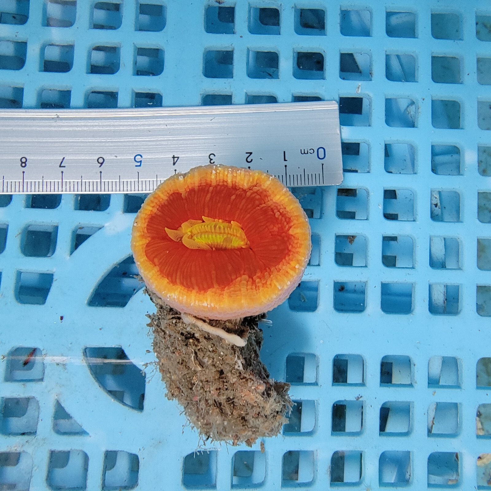 画像2: 《近海産海洋生物》【激レアサイズ】ハナタテ　3Lサイズ（画像の個体です）・・非常に大きな個体です！！