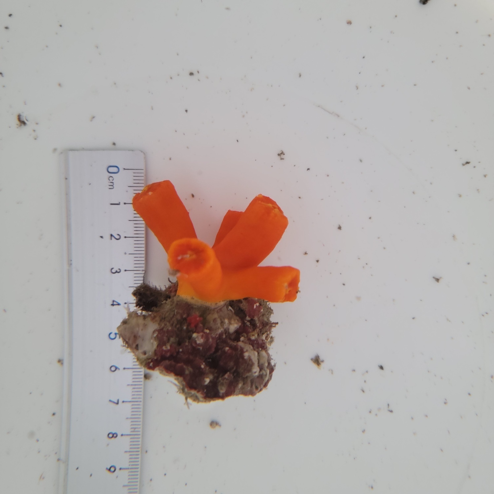画像2: 《近海産海洋生物》エントウキサンゴ(画像の個体です)