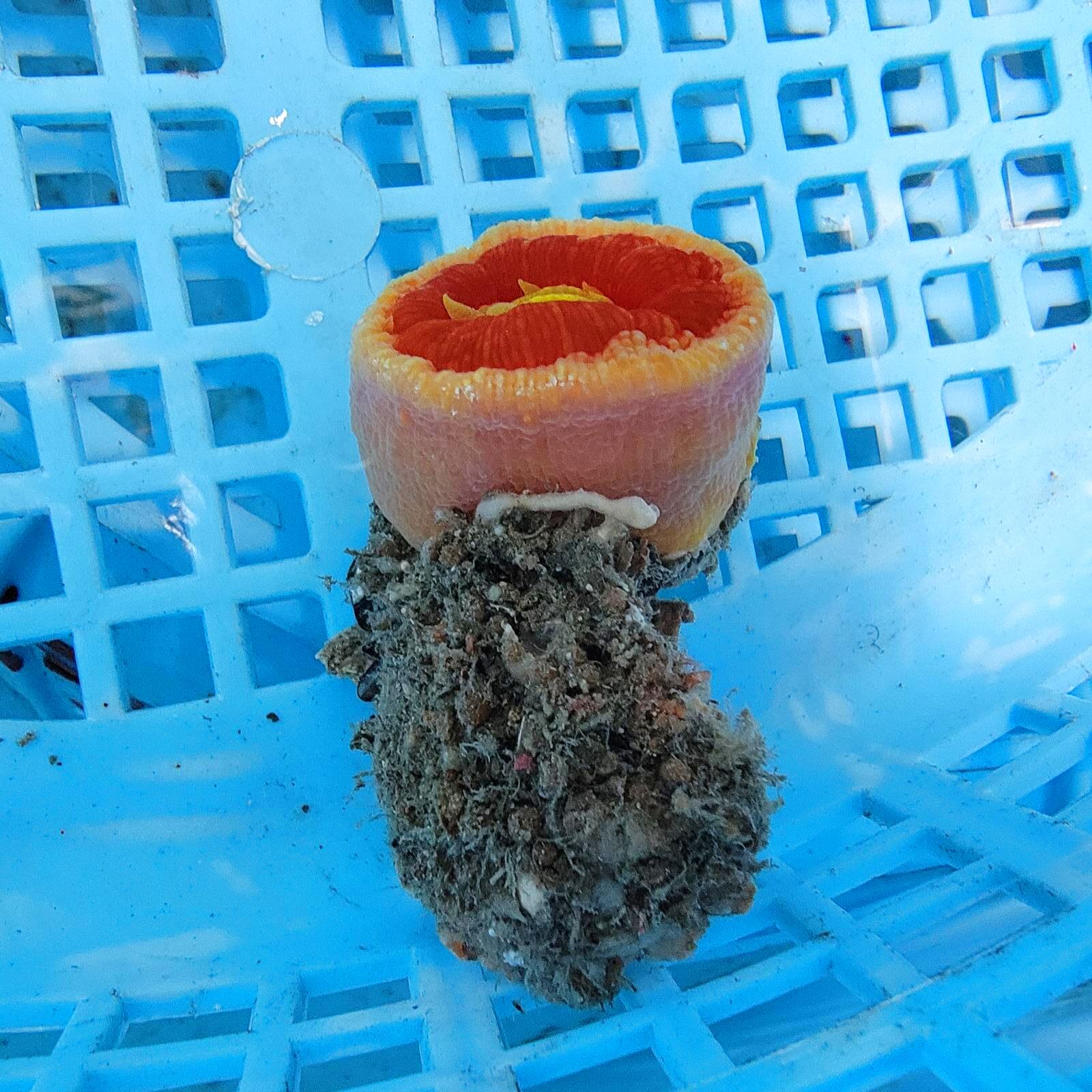 画像1: 《近海産海洋生物》【激レアサイズ】ハナタテ　3Lサイズ（画像の個体です）・・非常に大きな個体です！！