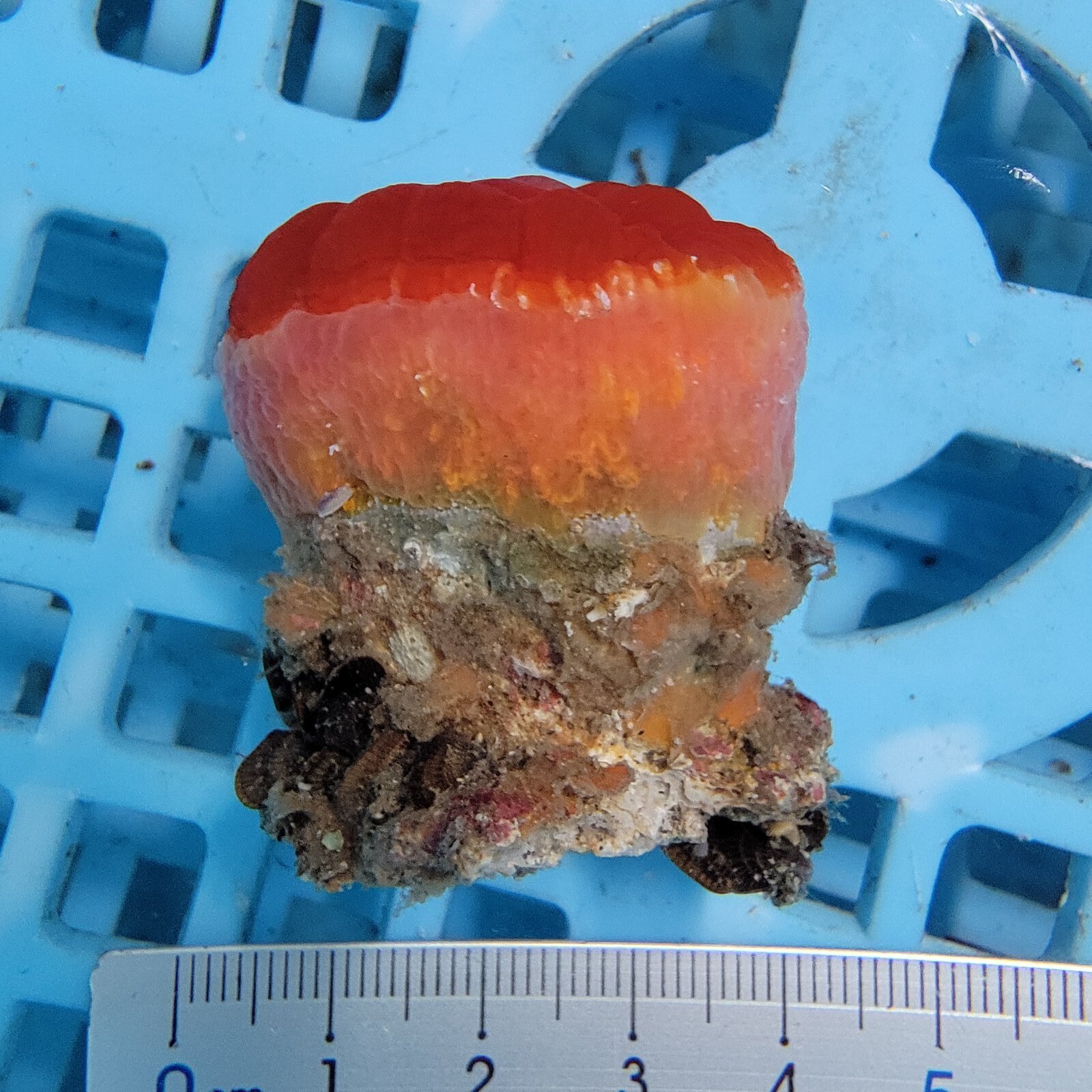 画像3: 《近海産海洋生物》【激レアサイズ】ハナタテ　3Lサイズ（画像の個体です）・・非常に大きな個体です！！
