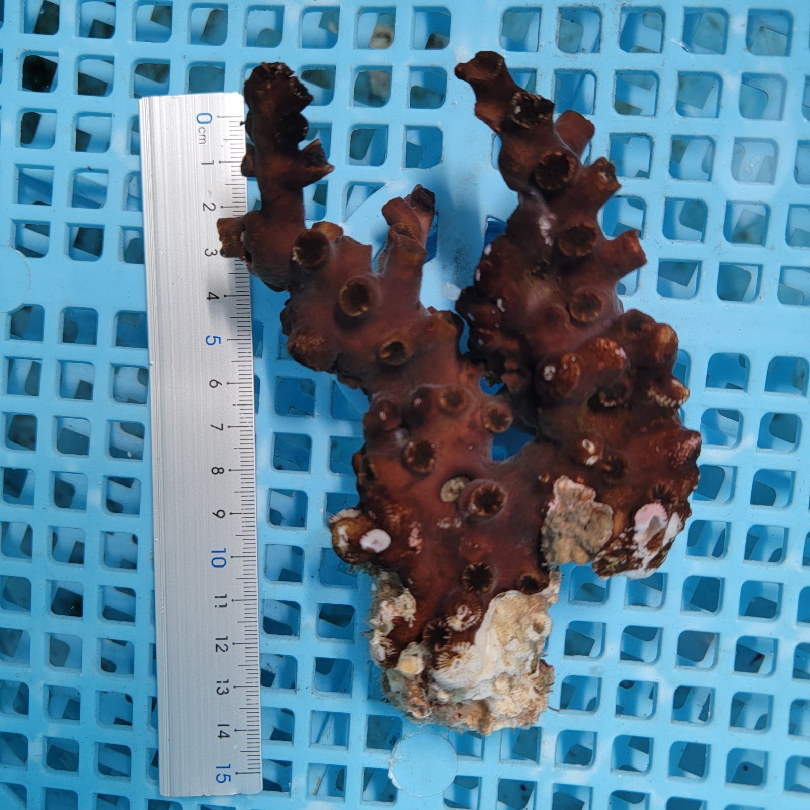 画像4: 《近海産海洋生物》ナンヨウキサンゴ（画像の個体です）‥太物ダブル