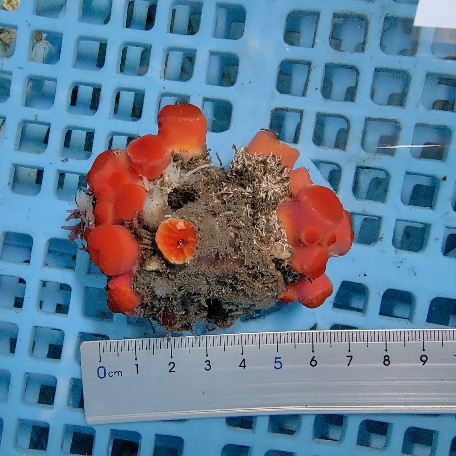 画像2: 《近海産海洋生物》イボヤギ（画像の個体です）