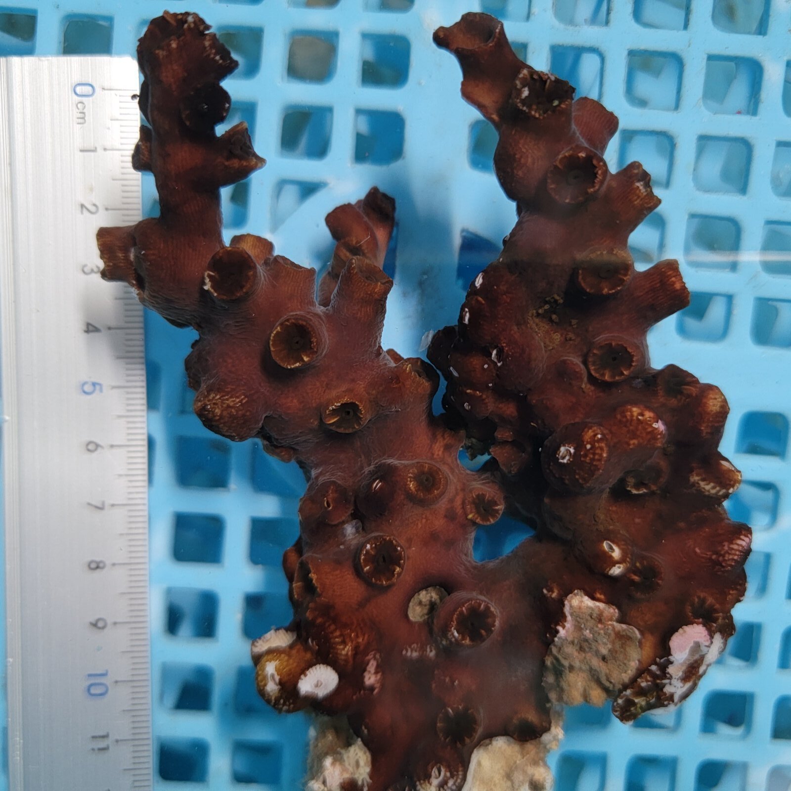 画像1: 《近海産海洋生物》ナンヨウキサンゴ（画像の個体です）‥太物ダブル