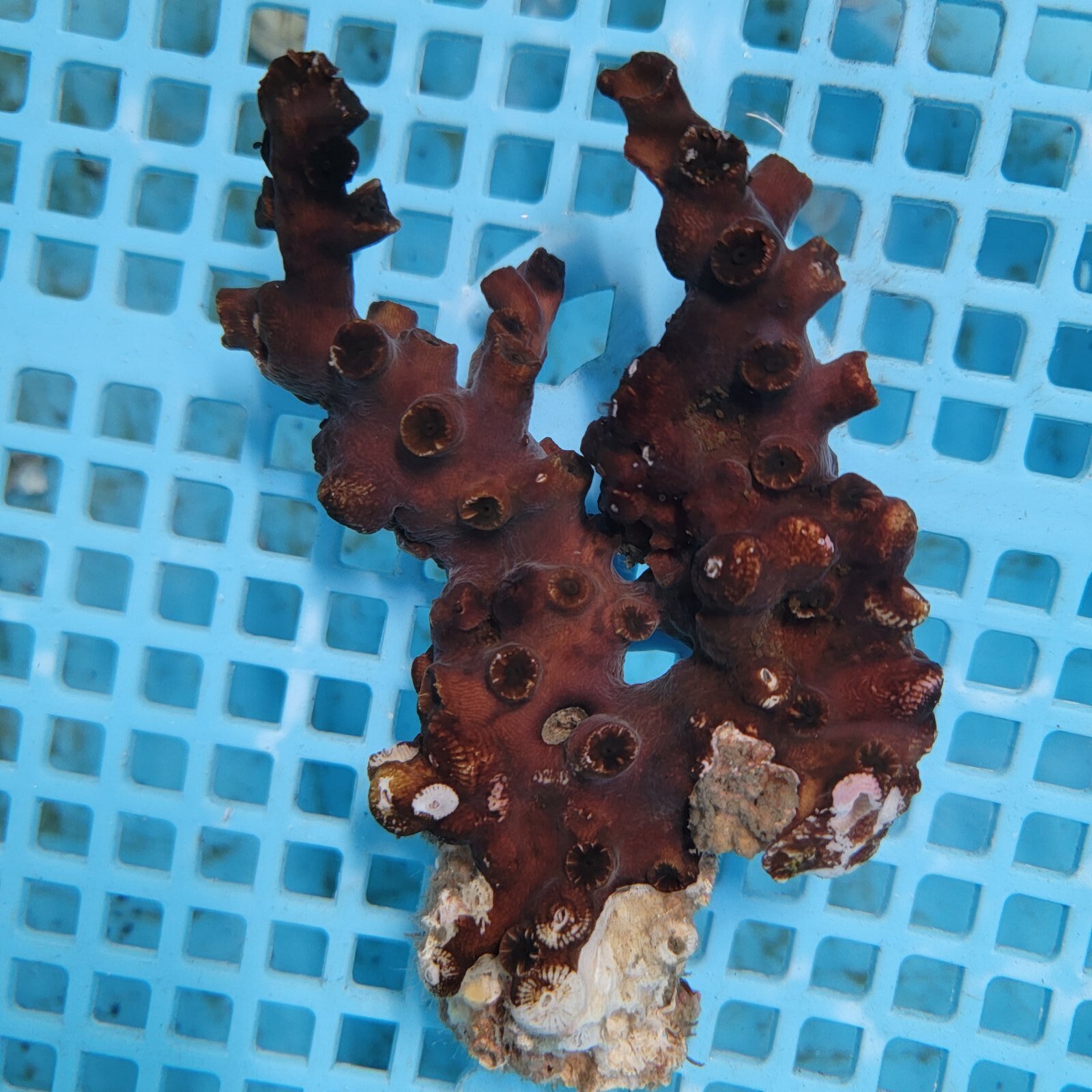画像3: 《近海産海洋生物》ナンヨウキサンゴ（画像の個体です）‥太物ダブル