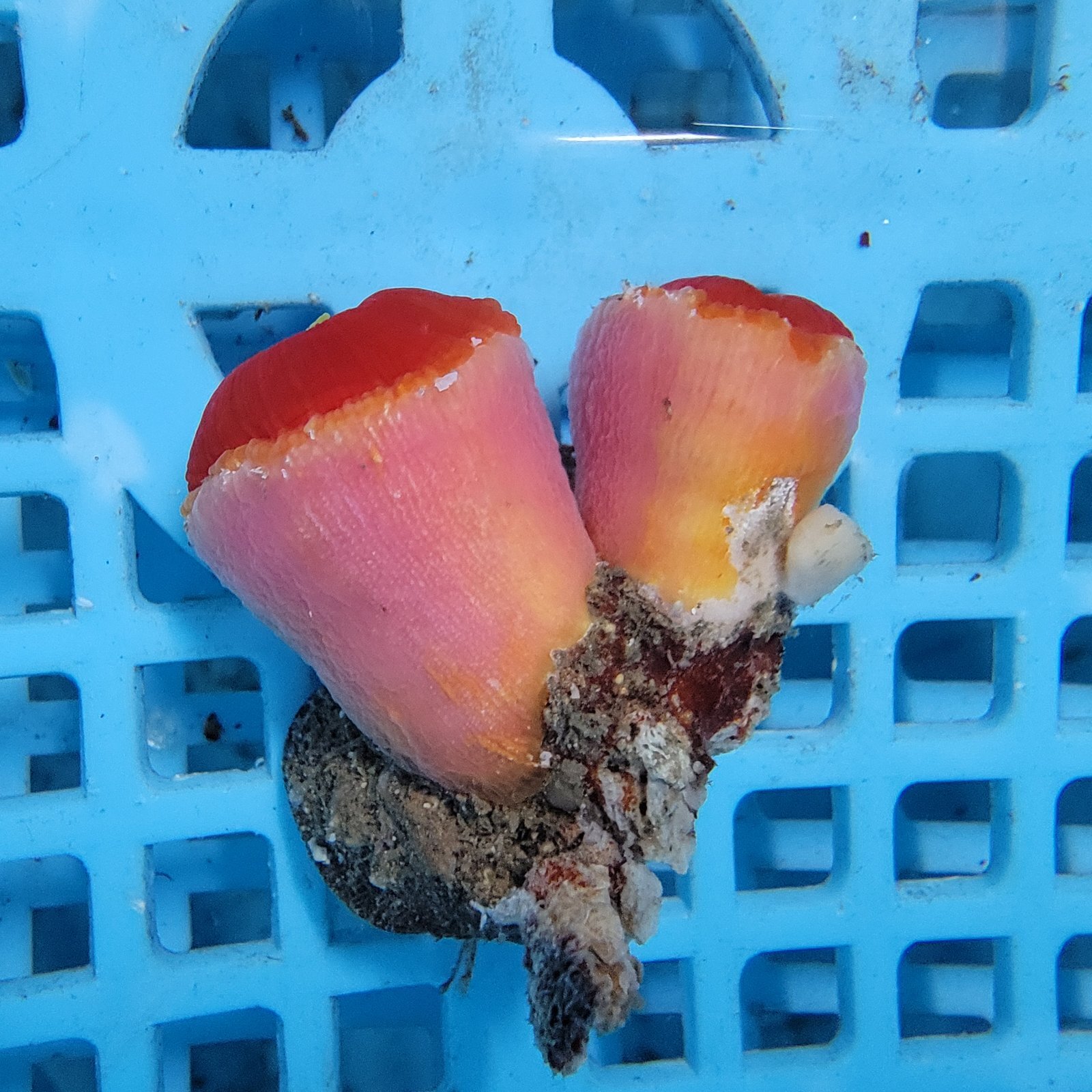 画像1: 《近海産海洋生物》ハナタテ　2本付きブロック（画像の個体です）