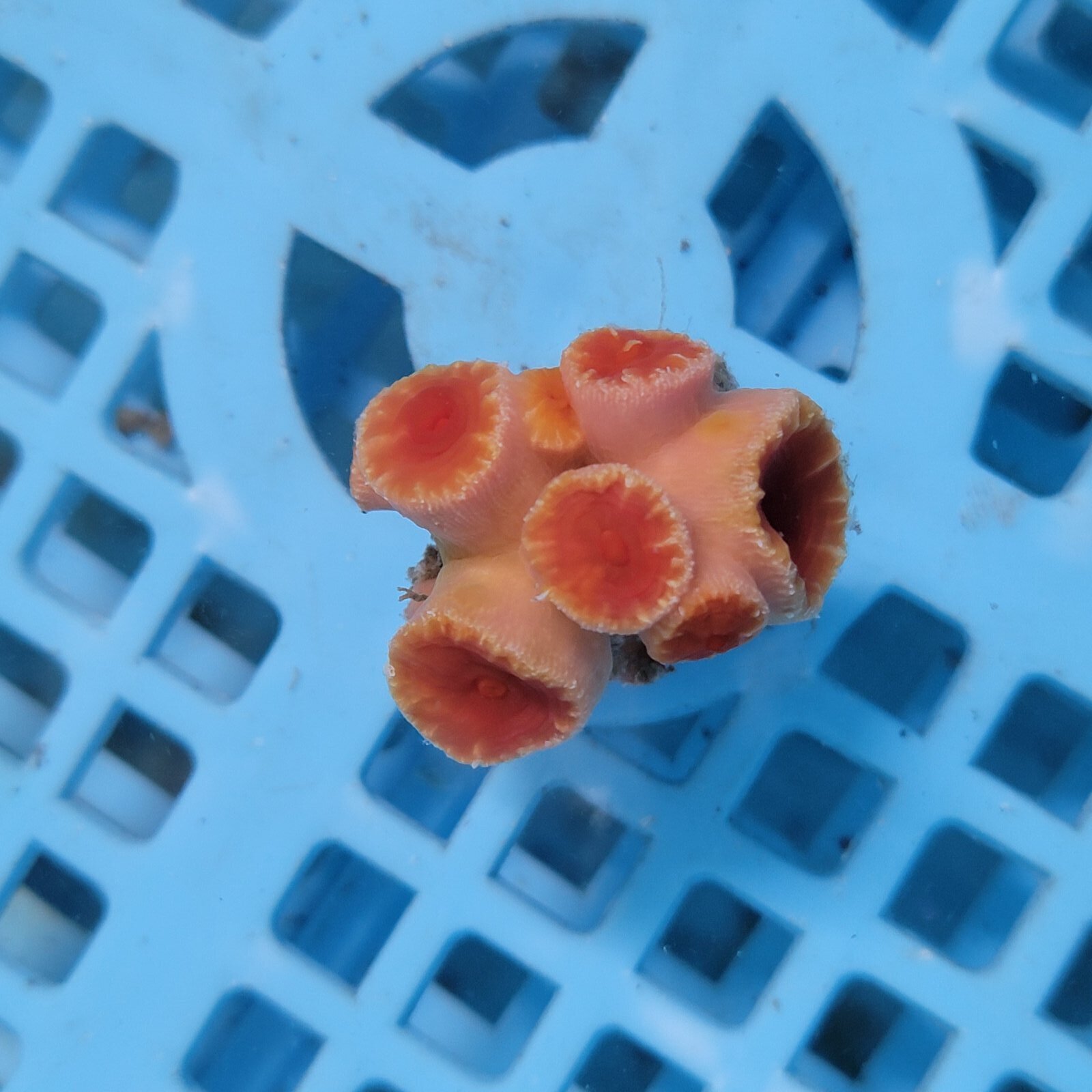 画像2: 《近海産海洋生物》オオエダキサンゴ（画像の個体です）