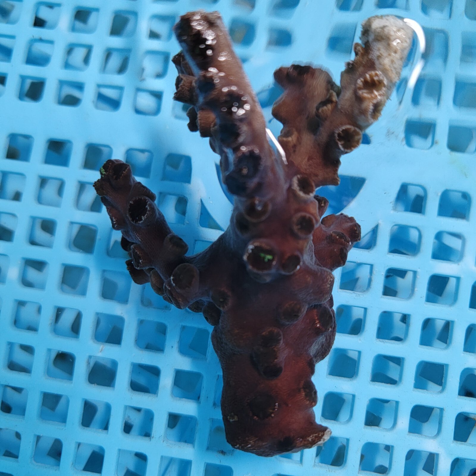 画像3: 《近海産海洋生物》ナンヨウキサンゴ（画像の個体です）‥