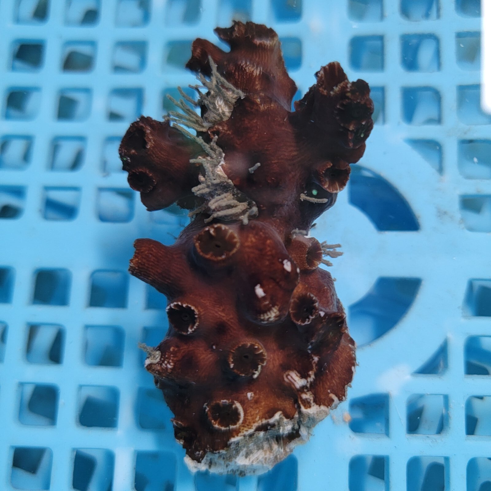 画像1: 《近海産海洋生物》ナンヨウキサンゴ（画像の個体です）‥極太