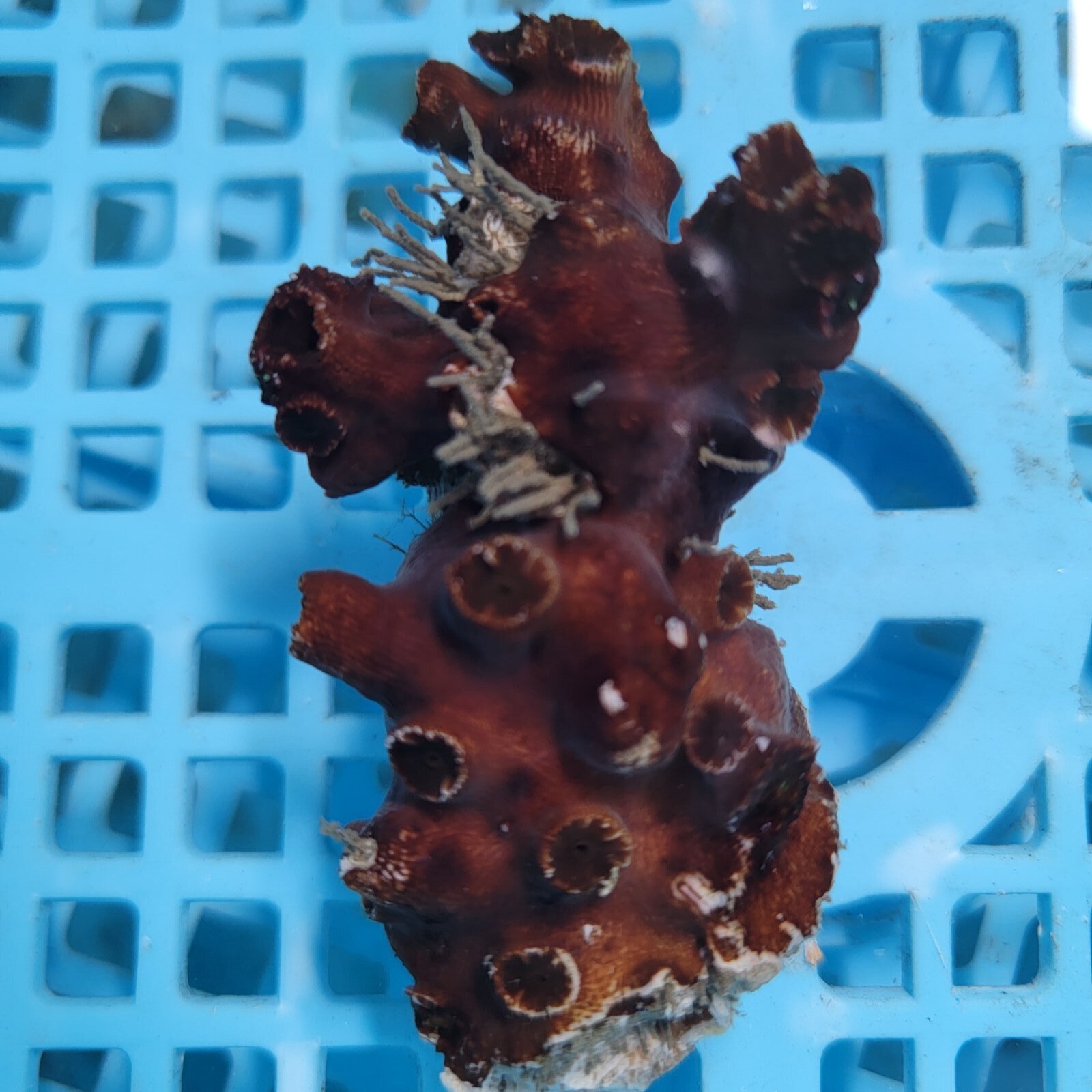 画像2: 《近海産海洋生物》ナンヨウキサンゴ（画像の個体です）‥極太