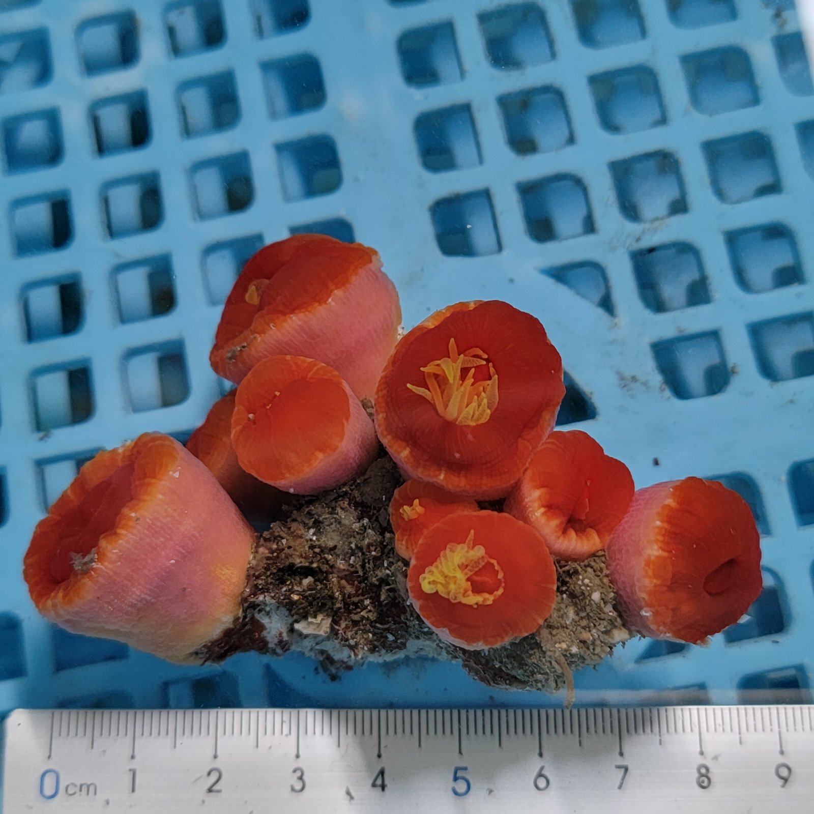 画像2: 《近海産海洋生物》ハナタテ　多本付きブロック（画像の個体です）