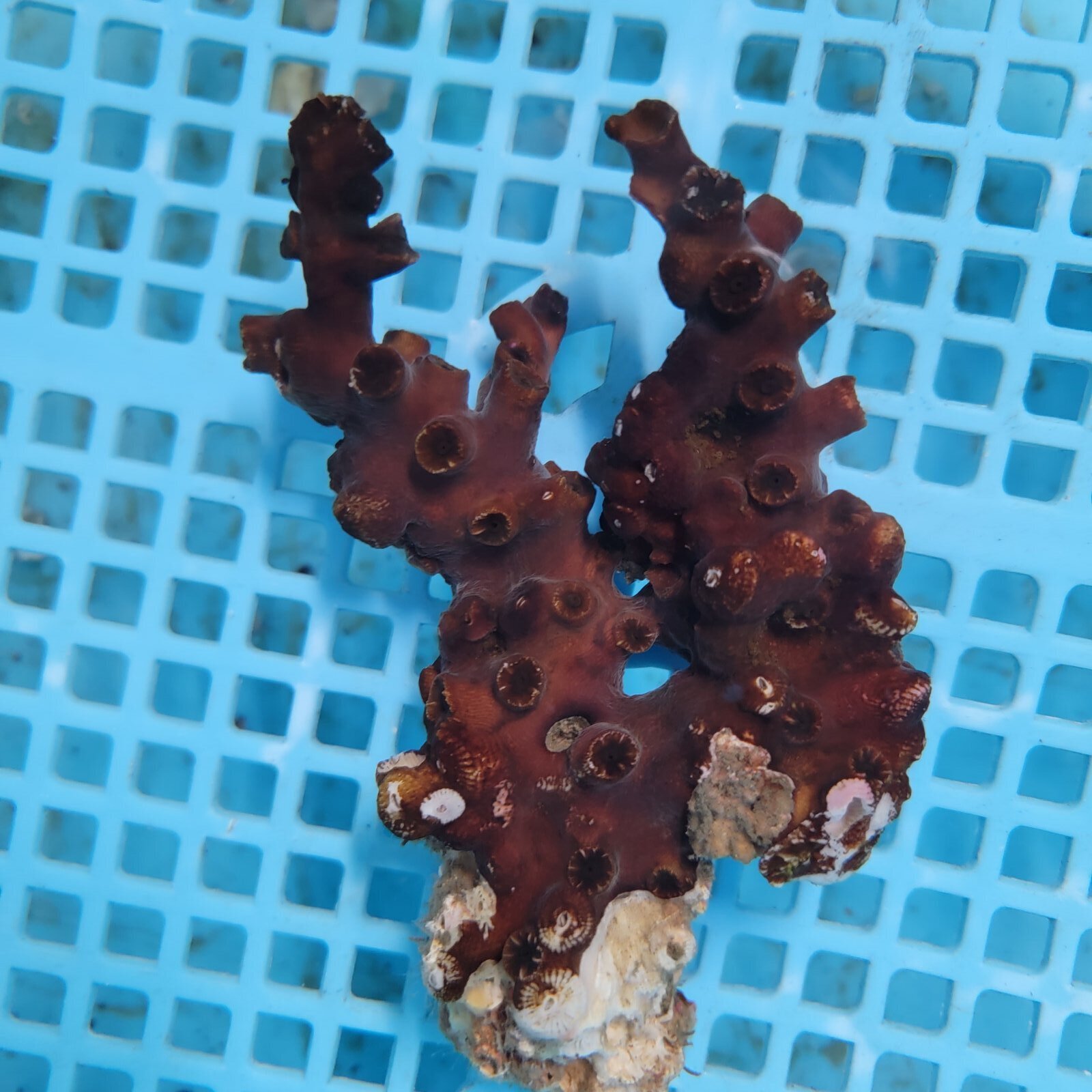 画像2: 《近海産海洋生物》ナンヨウキサンゴ（画像の個体です）‥太物ダブル
