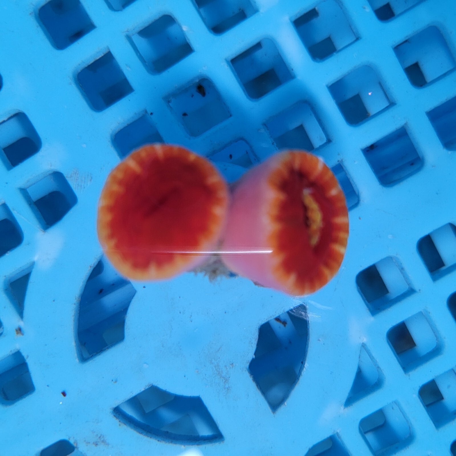 画像2: 《近海産海洋生物》ハナタテ　2本付きブロック（画像の個体です）