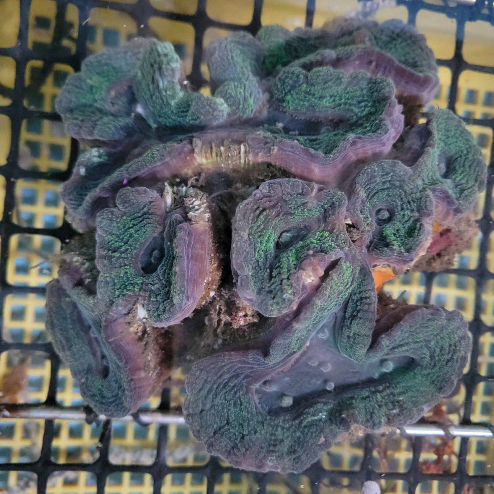 画像1: 《近海産海洋生物》ハナガタサンゴ（2Lサイズ）・・海上生け簀育成個体