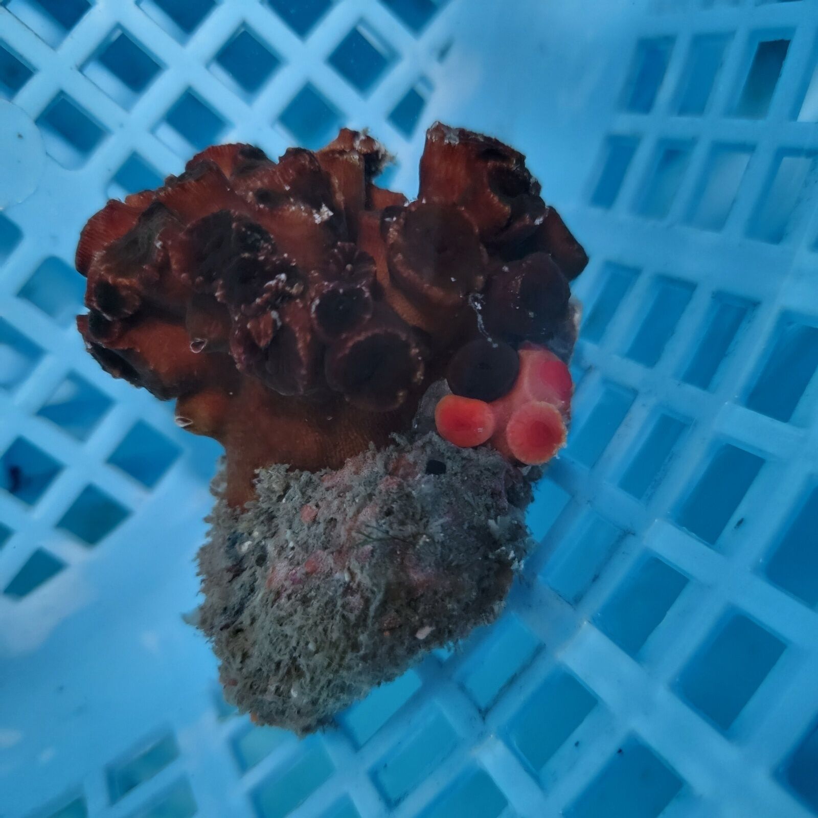 画像1: 《近海産海洋生物》ナンヨウキサンゴ（画像の個体です）‥2色タイプ【珍】
