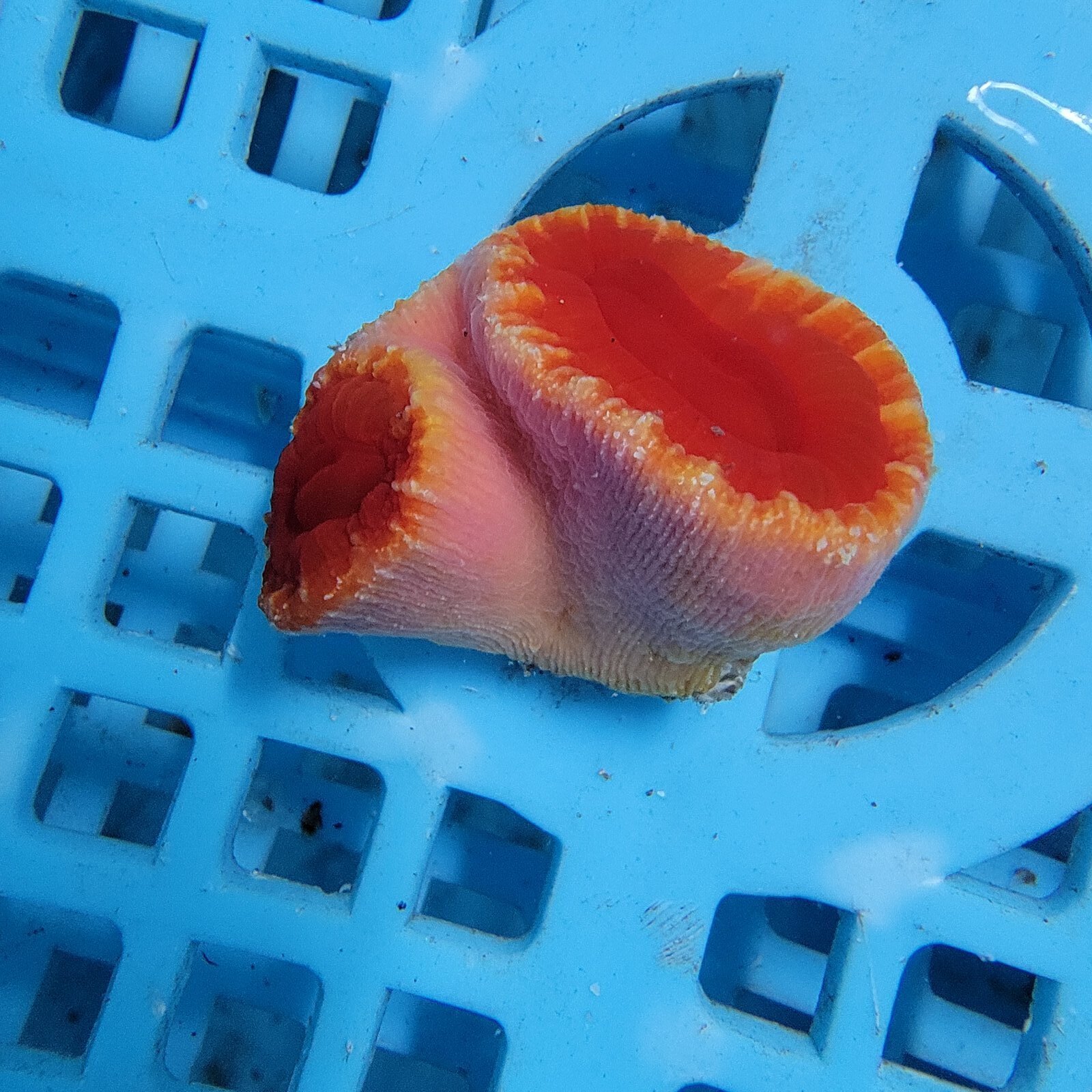 画像2: 《近海産海洋生物》オオエダキサンゴ（画像の個体です）