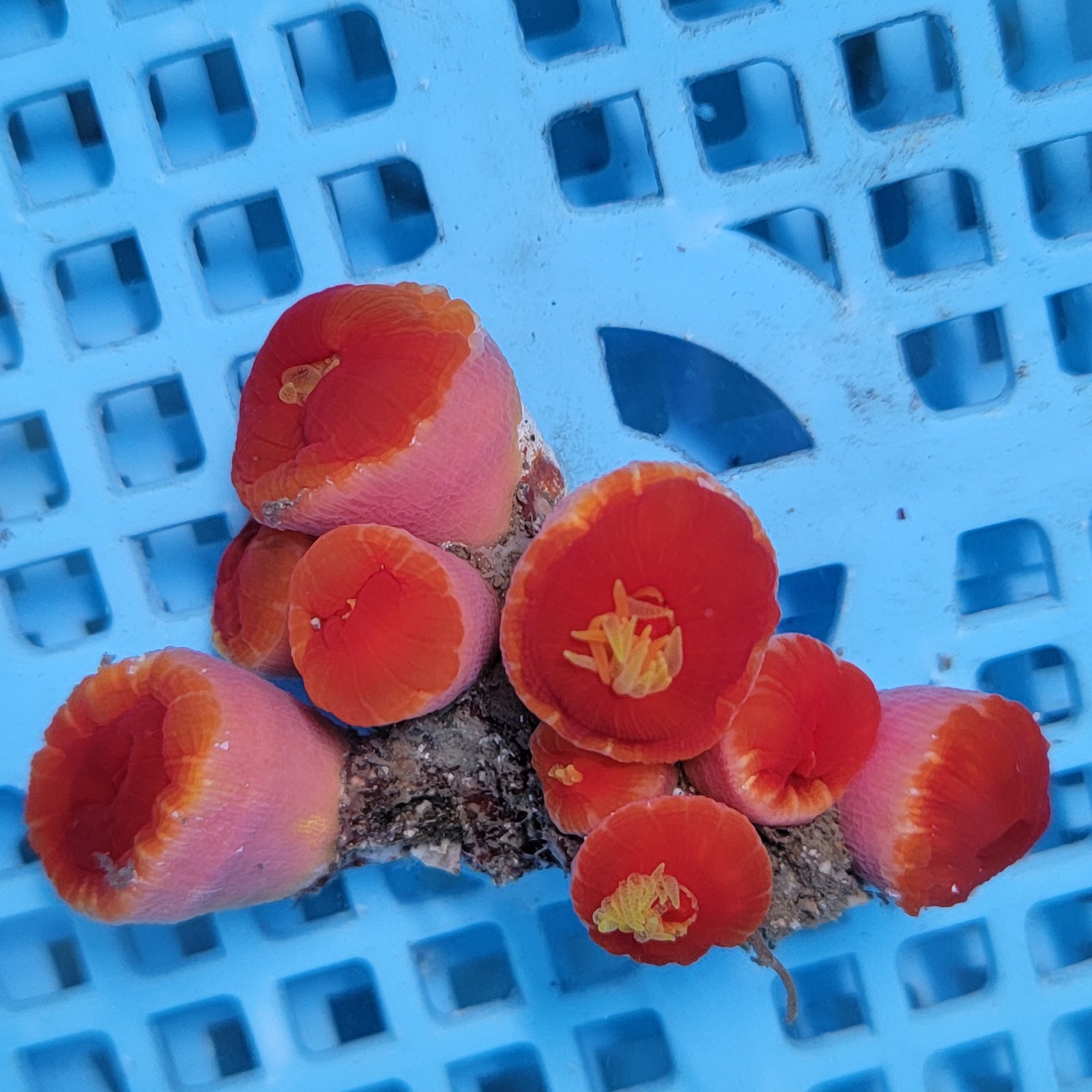 画像3: 《近海産海洋生物》ハナタテ　多本付きブロック（画像の個体です）
