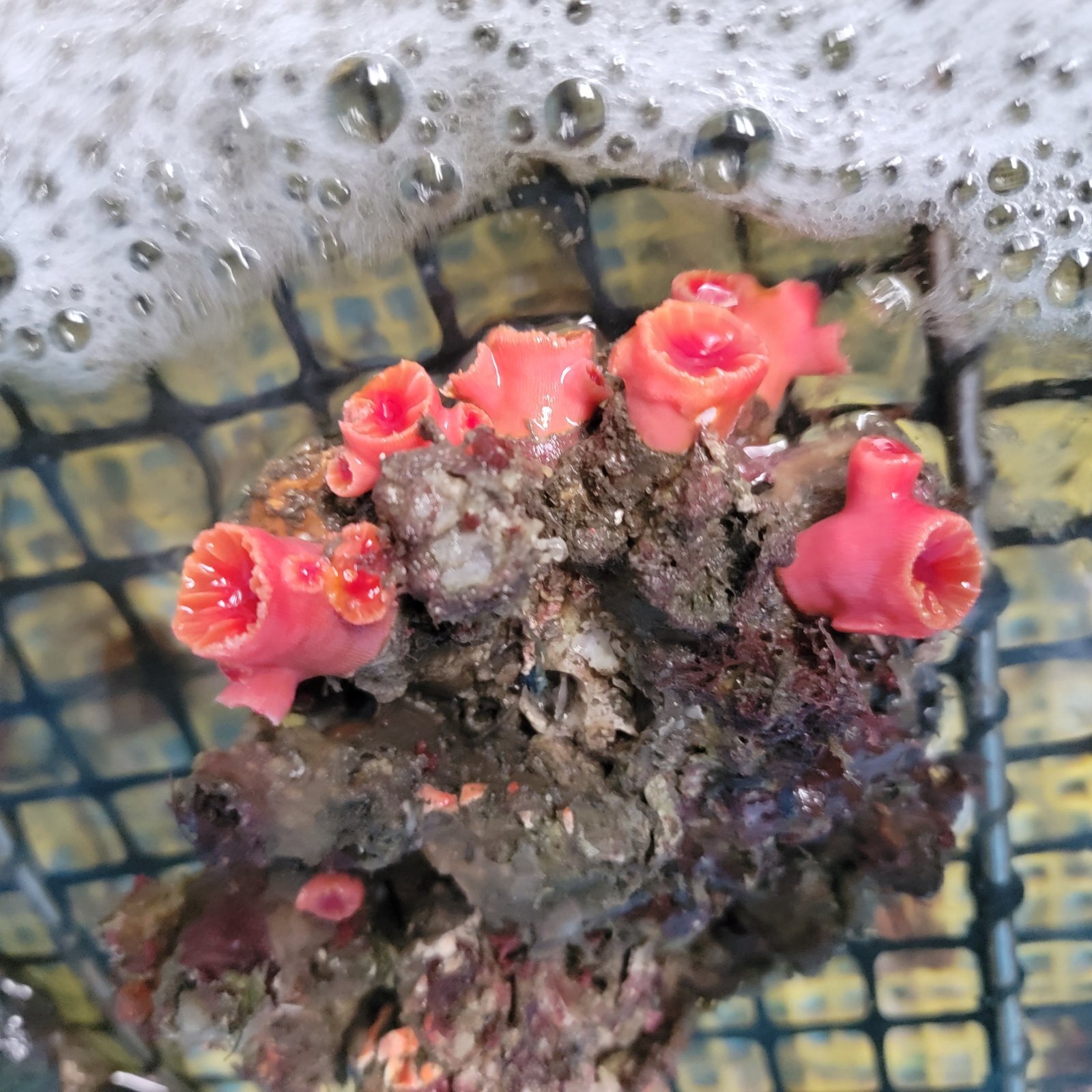 画像2: 《近海産海洋生物》オオエダキサンゴ