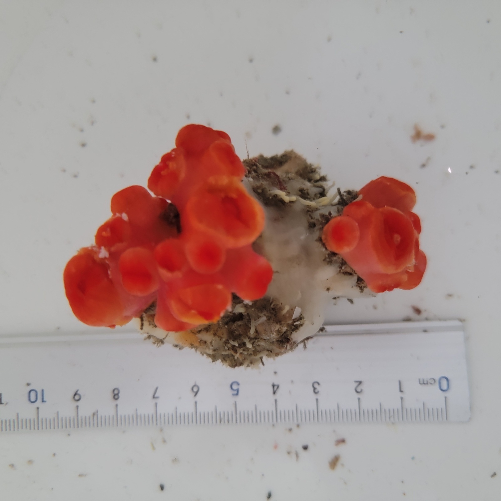 画像2: 《近海産海洋生物》タバネイボヤギ（画像の個体です）