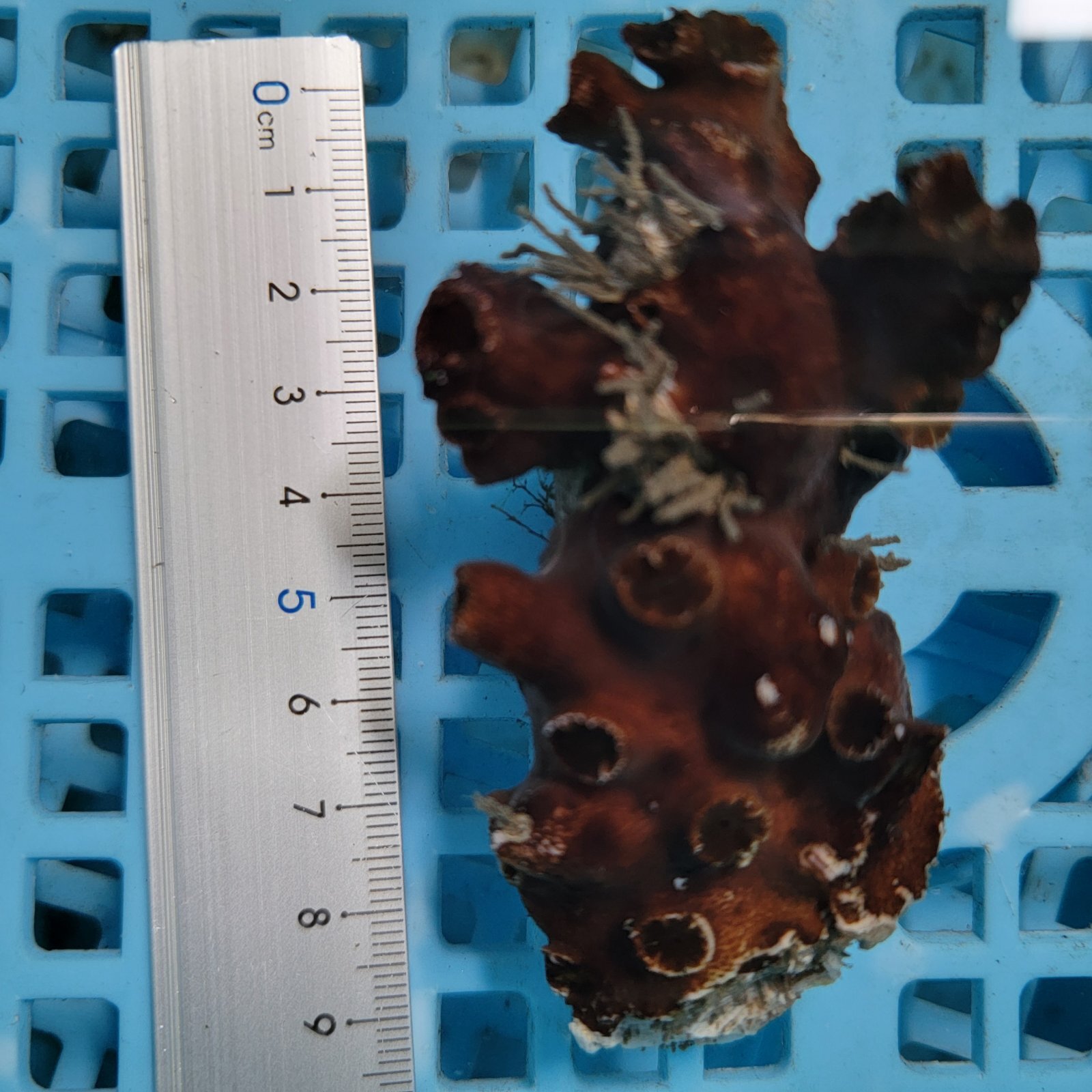 画像3: 《近海産海洋生物》ナンヨウキサンゴ（画像の個体です）‥極太