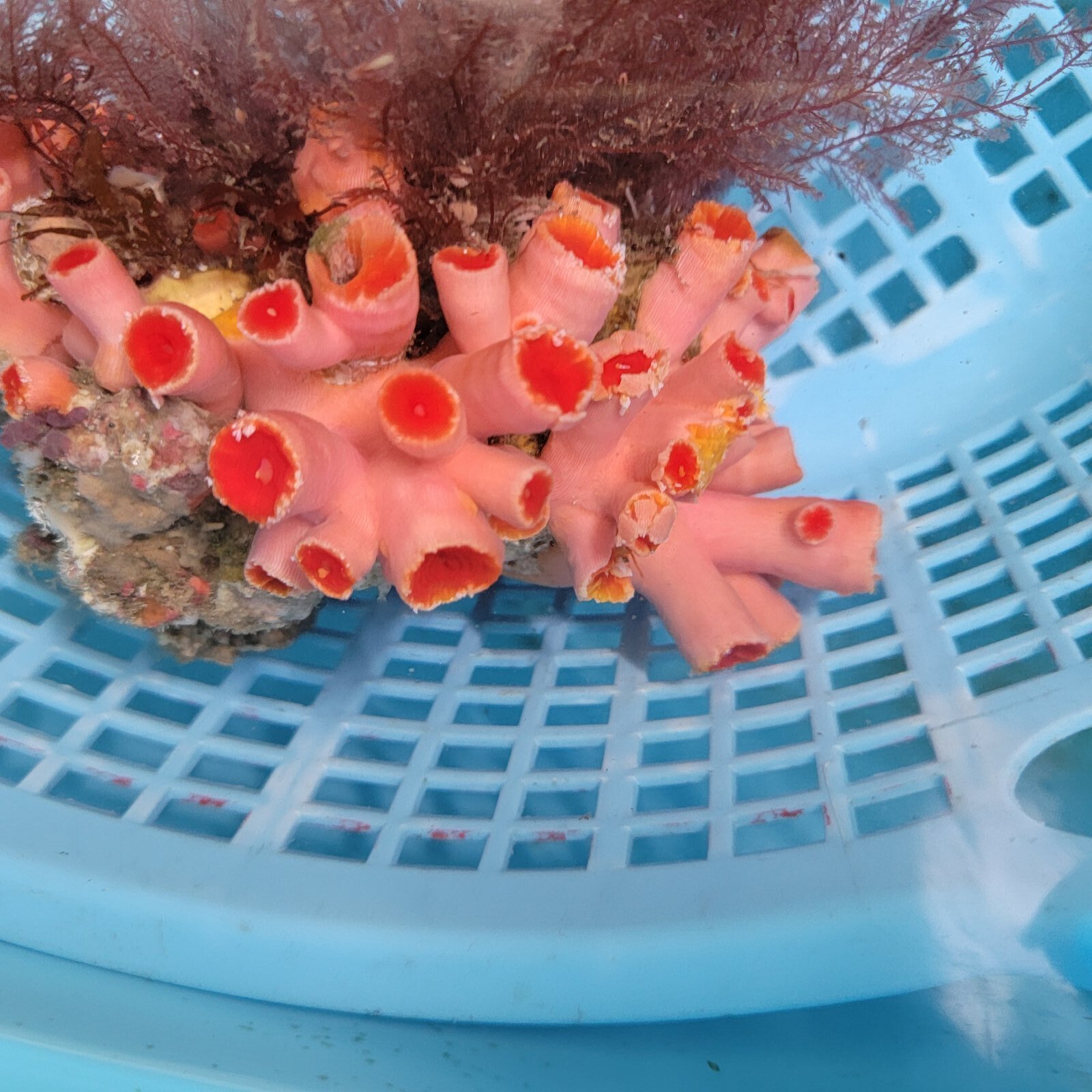 画像3: 《近海産海洋生物》【激レアサイズ】オオエダキサンゴ（画像の個体です）‥3Lサイズ