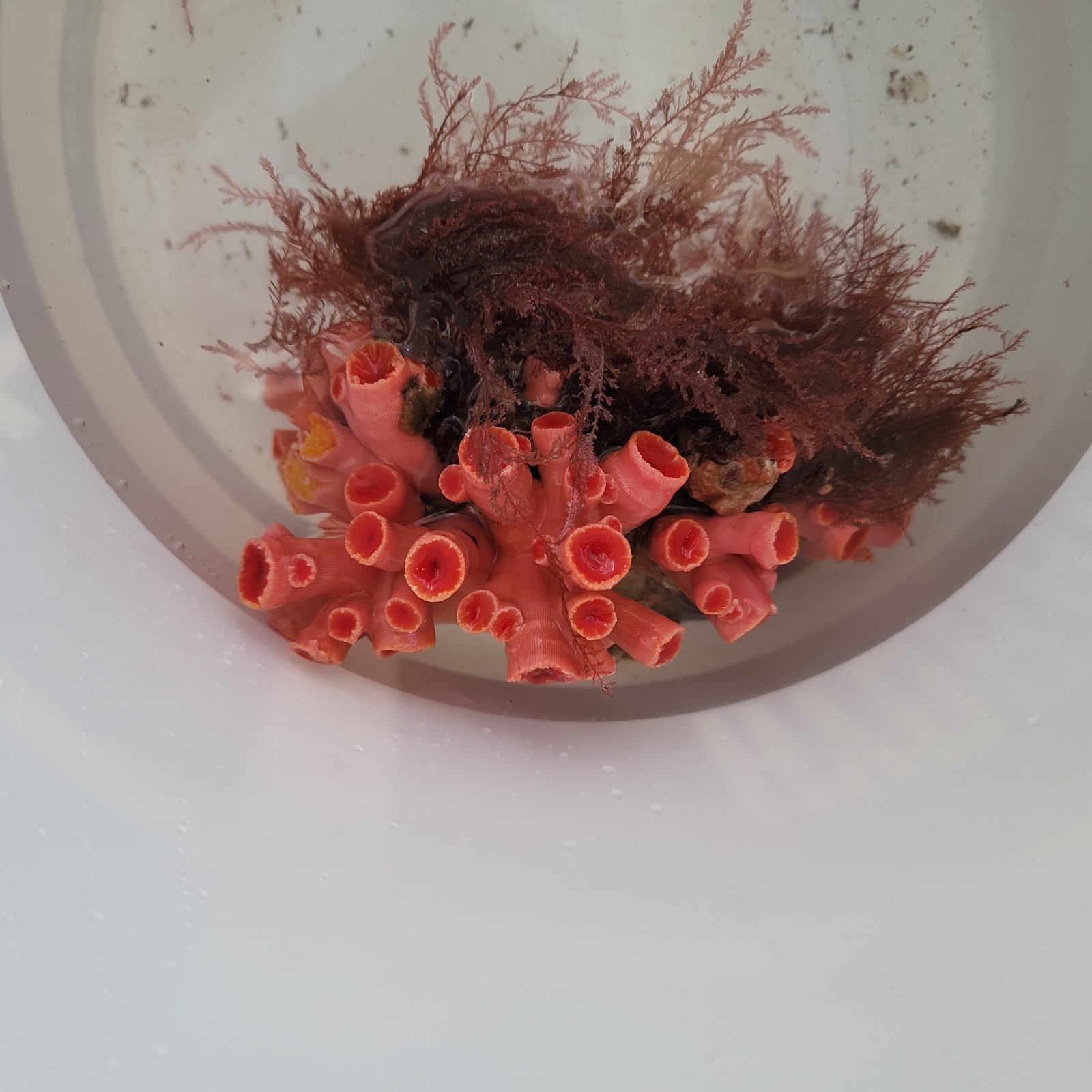 画像2: 《近海産海洋生物》【激レアサイズ】オオエダキサンゴ（画像の個体です）‥3Lサイズ