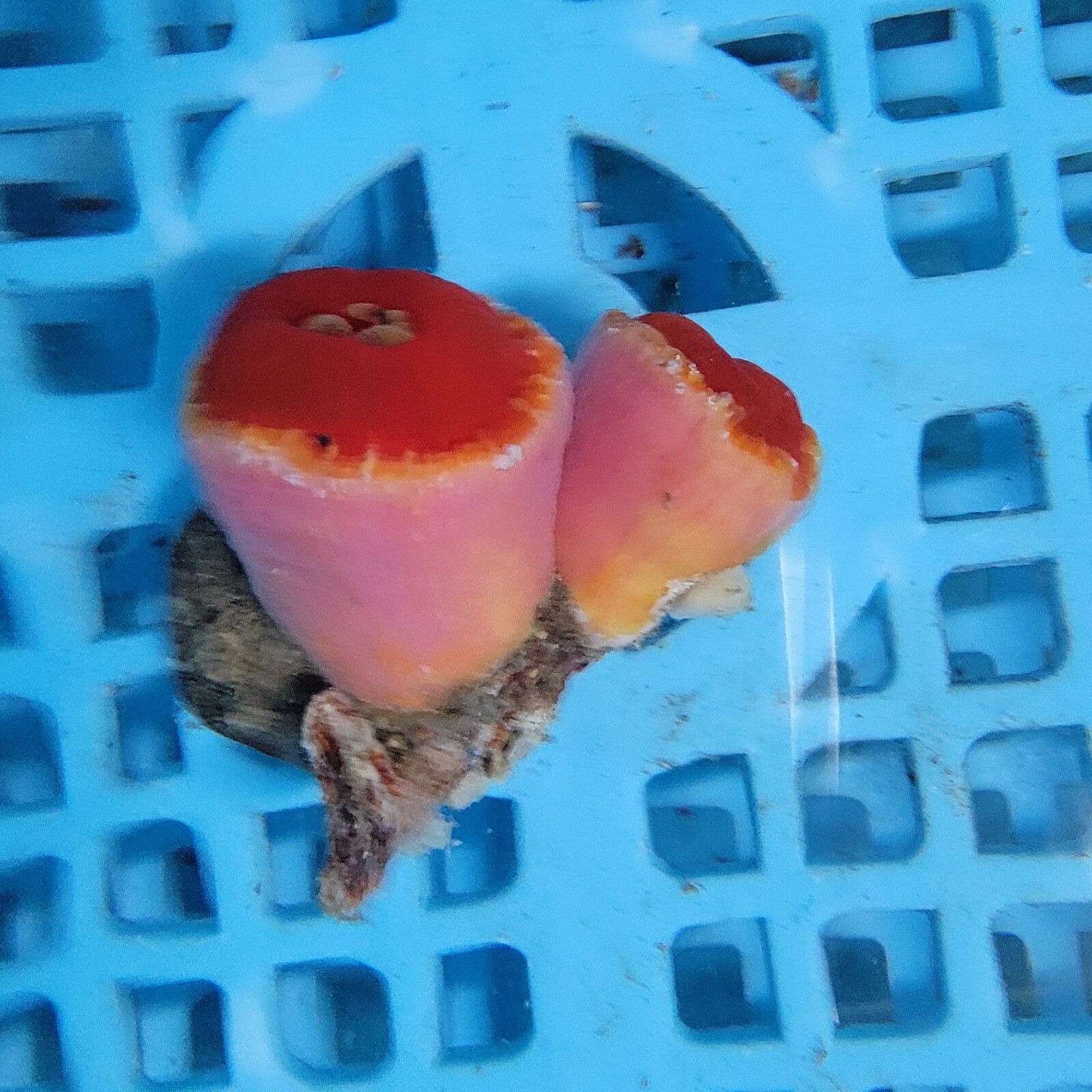 画像2: 《近海産海洋生物》ハナタテ　2本付きブロック（画像の個体です）
