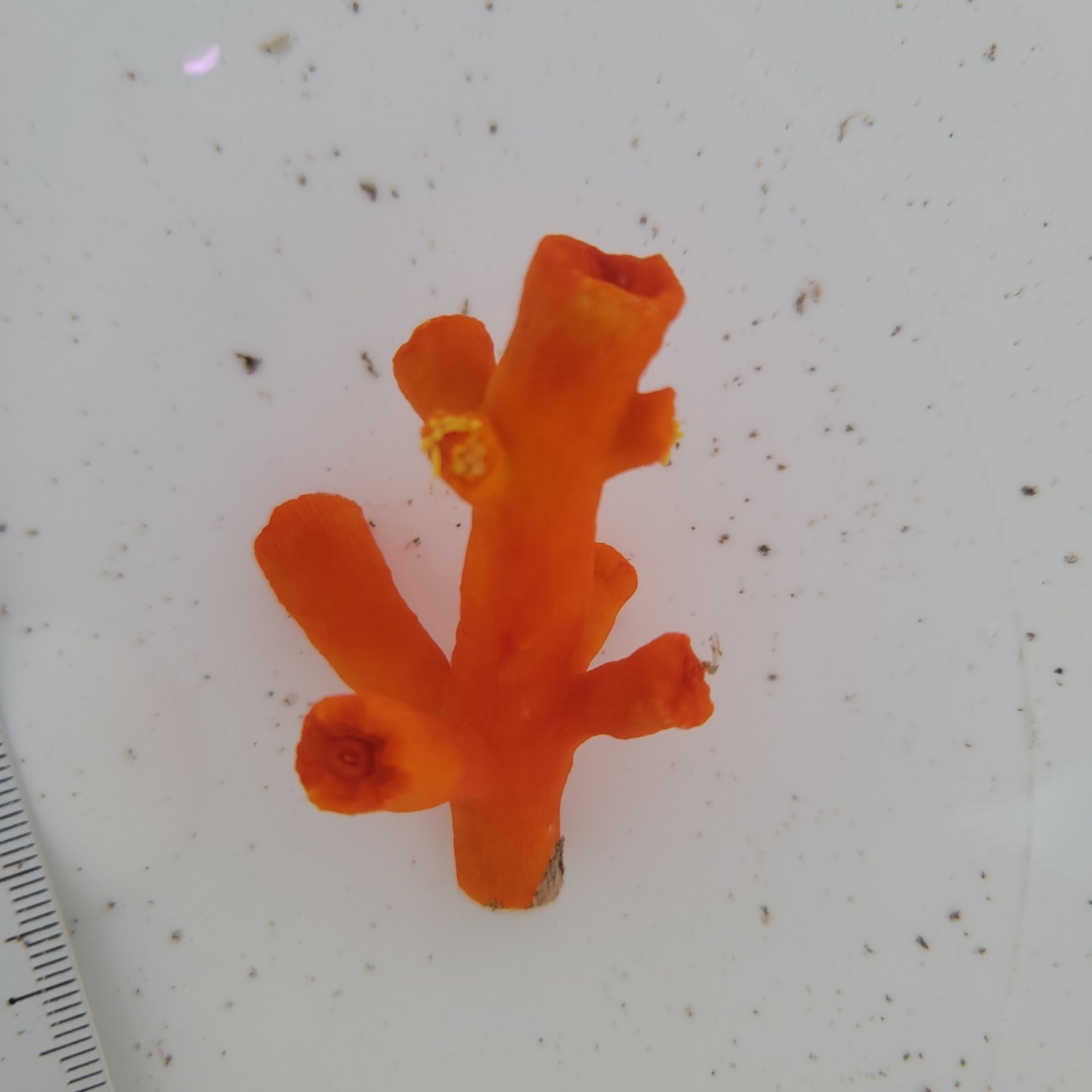 画像2: 《近海産海洋生物》エントウキサンゴ(画像の個体です)