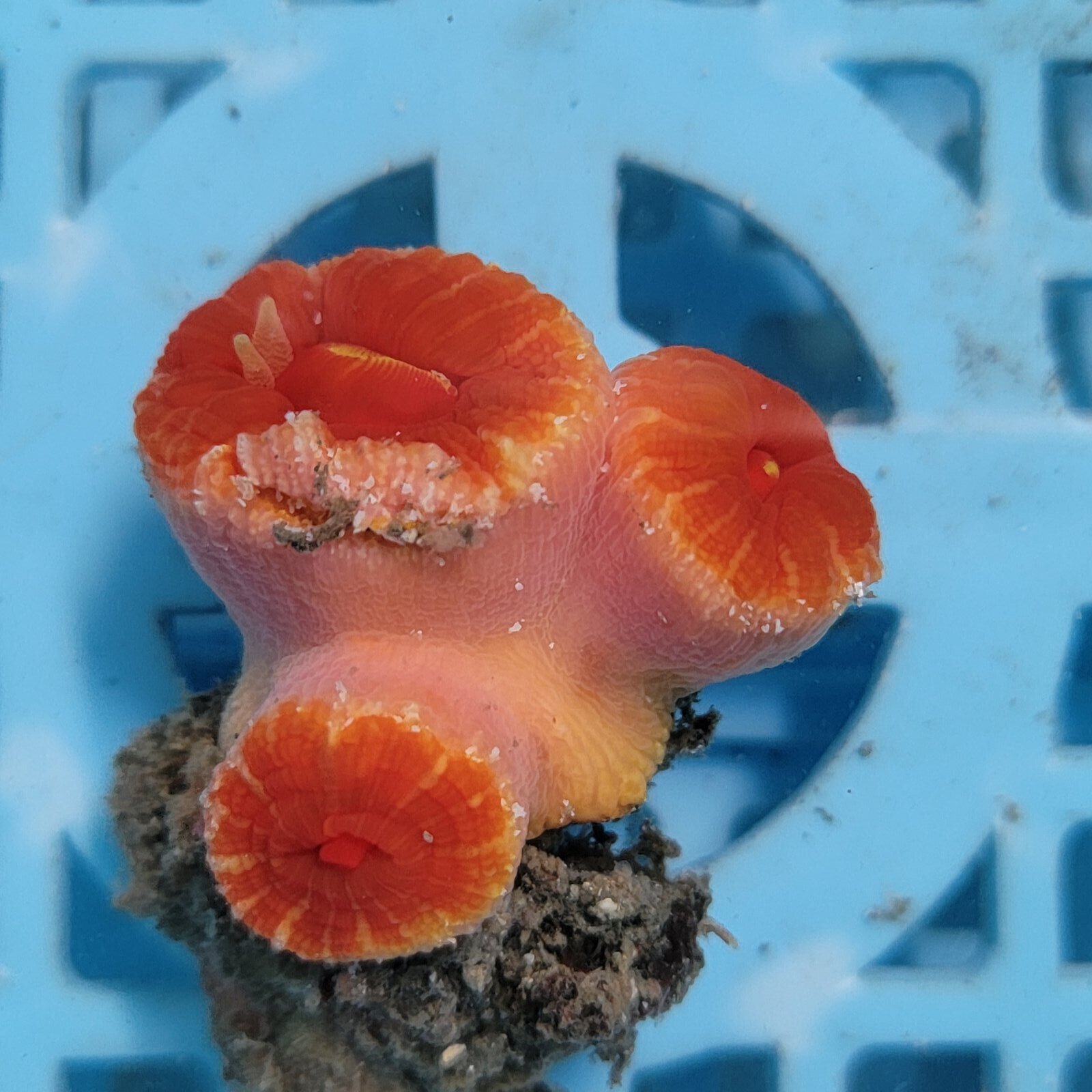 画像2: 《近海産海洋生物》オオエダキサンゴ（画像の個体です）