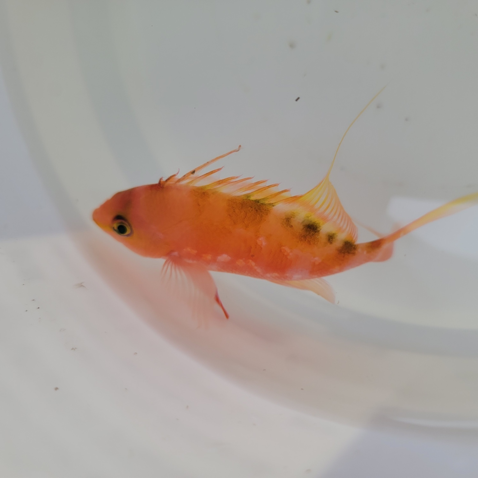 画像3: 《近海産海水魚》サクラダイ（画像の個体です）…背部がグリーン系（深場採取個体）