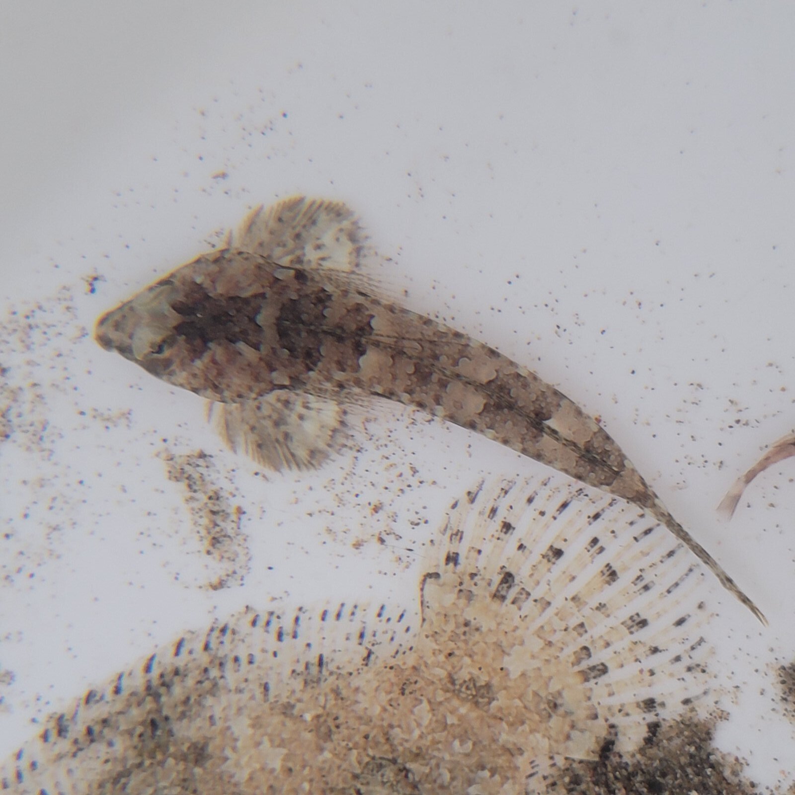画像2: 《近海産海水魚》ネズッポ科の1種（画像の個体です）