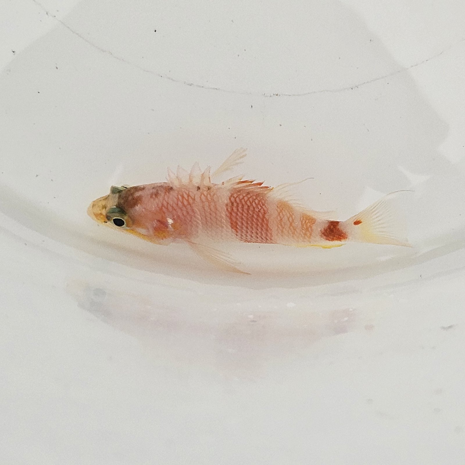 画像2: 《近海産海水魚》アズマハナダイ・・ハンドコート採取