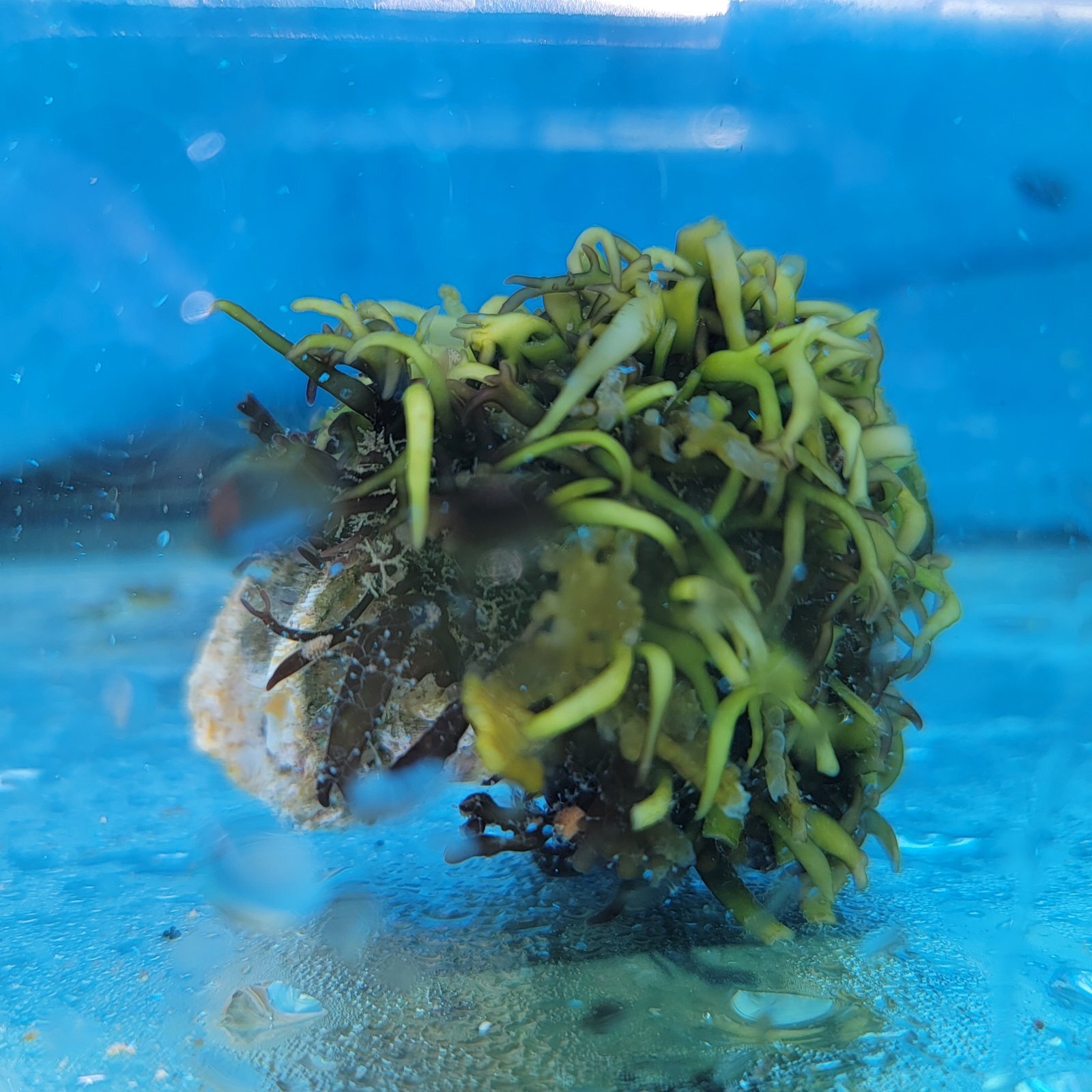 画像2: 《近海産海洋生物》海藻（フジツボ土台）…画像の個体です