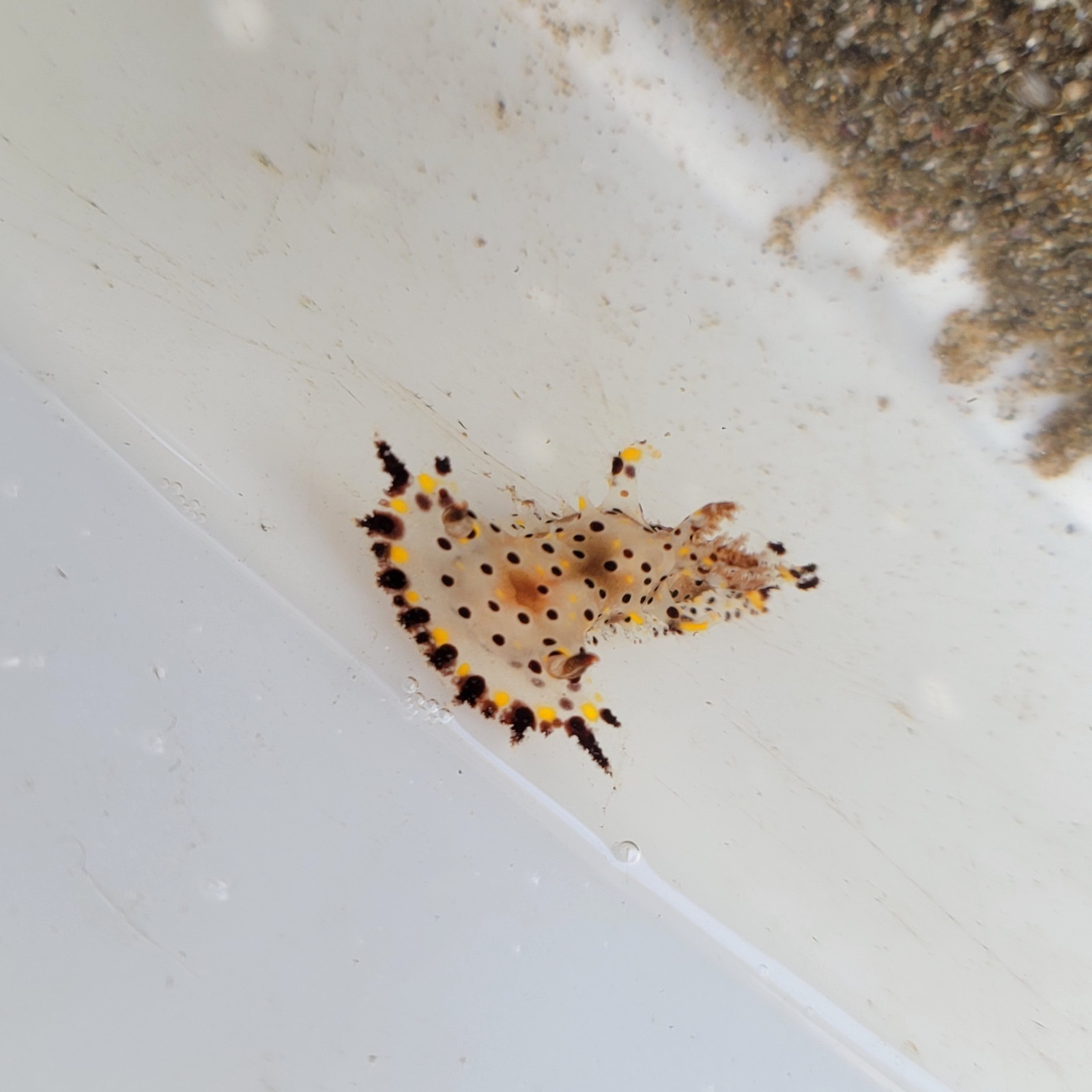 画像2: 《近海産甲殻類》ヒカリウミウシ（1匹）…当店ハンドコート採取