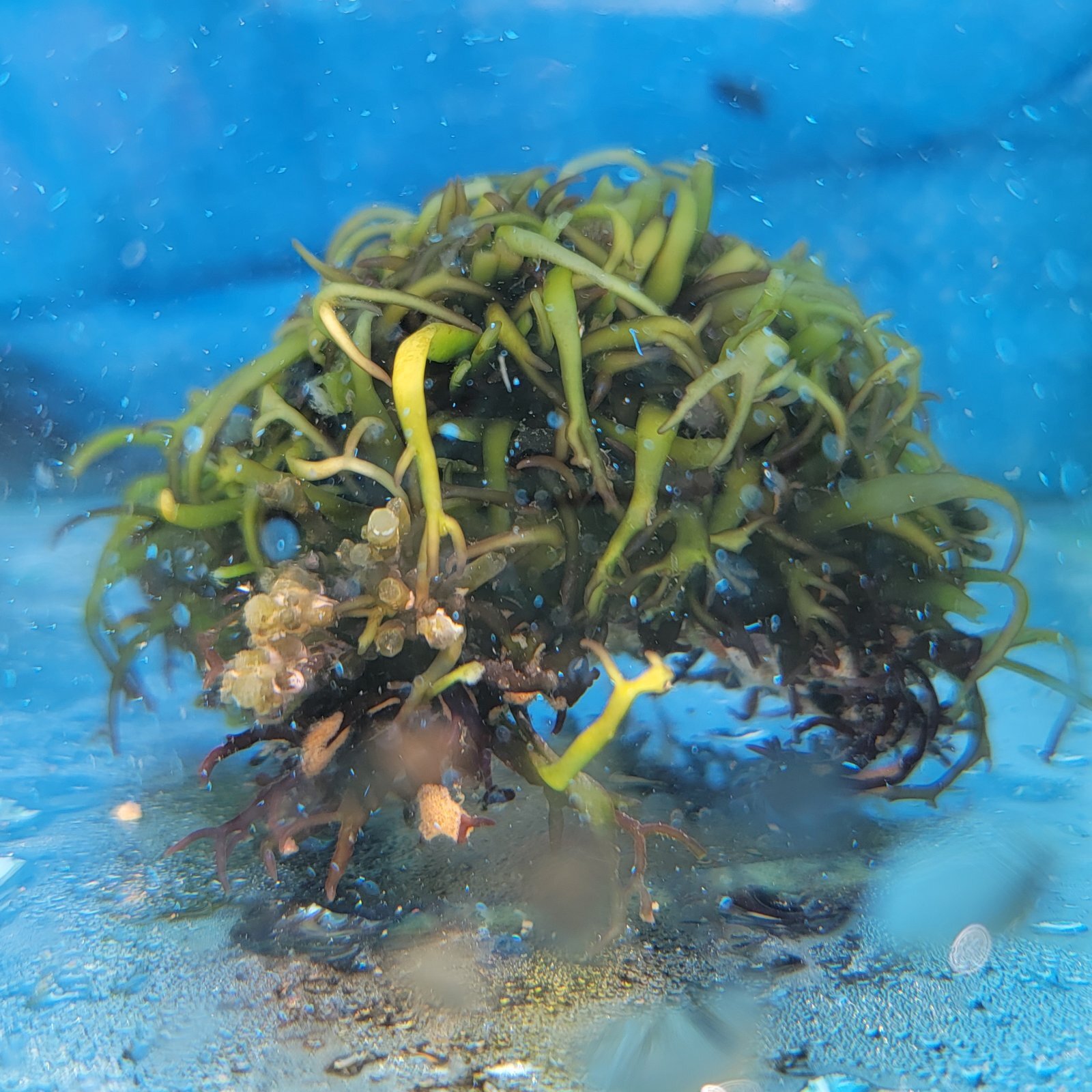 画像2: 《近海産海洋生物》海藻（フジツボ土台）…画像の個体です
