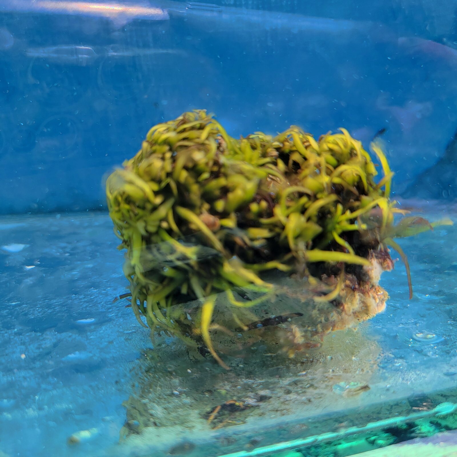 画像3: 《近海産海洋生物》海藻（フジツボ土台）…画像の個体です